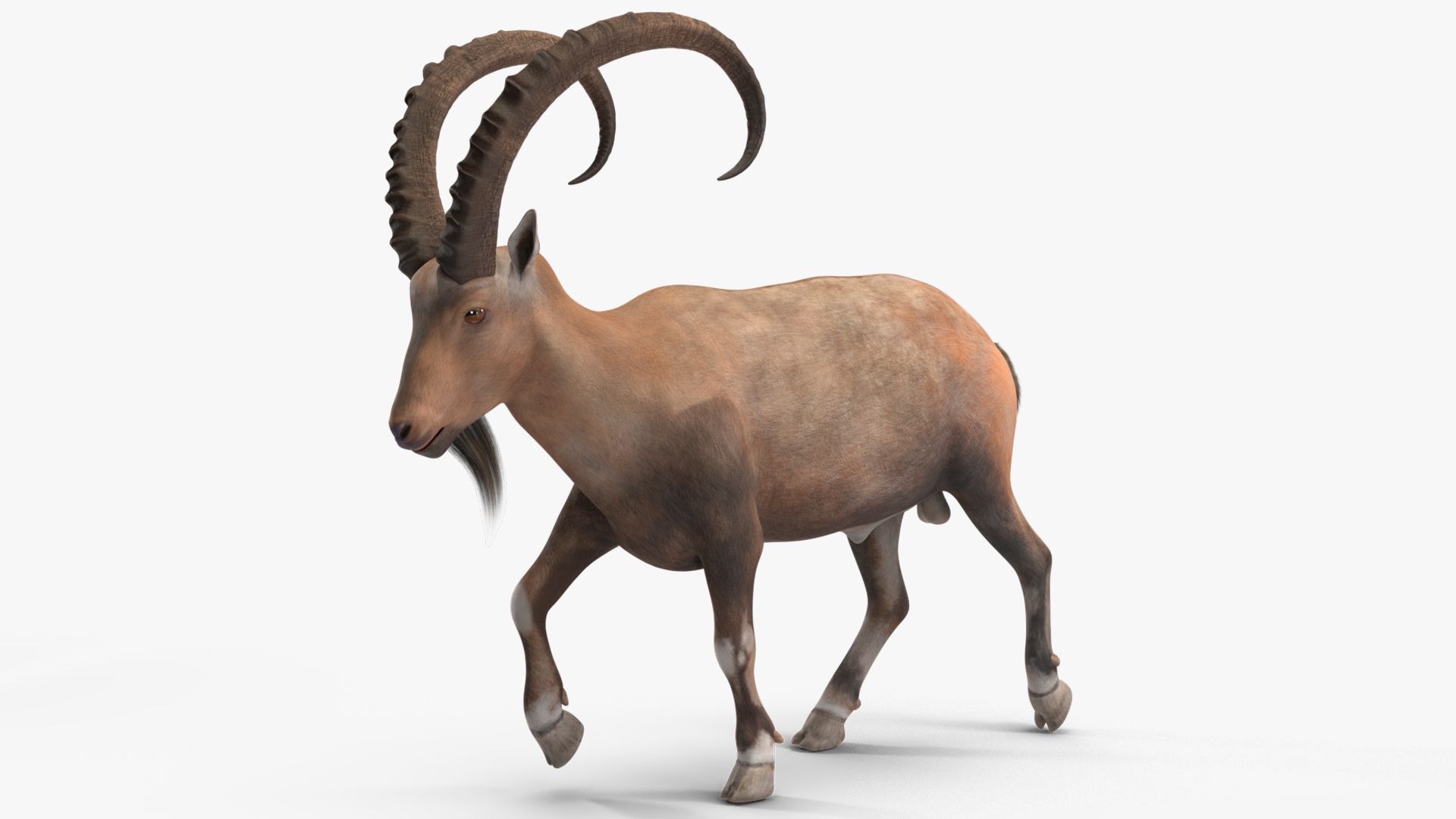Alpine Ibex Rigged for Maya 3D