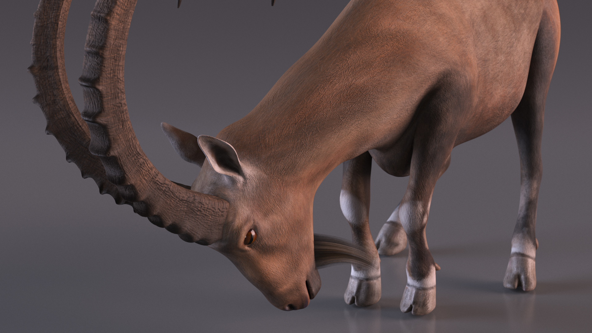 Alpine Ibex Rigged for Maya 3D