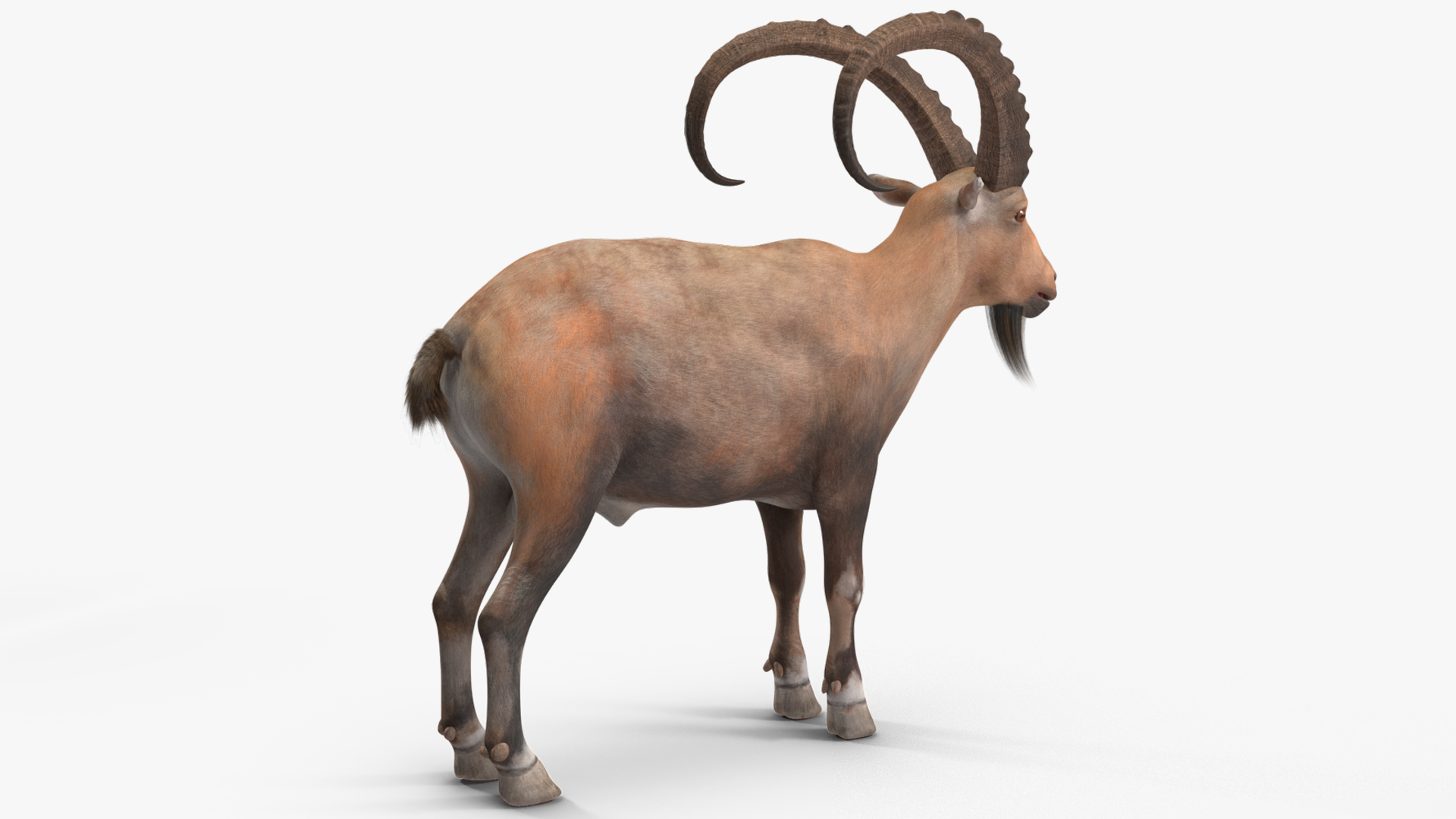 Alpine Ibex Rigged for Maya 3D
