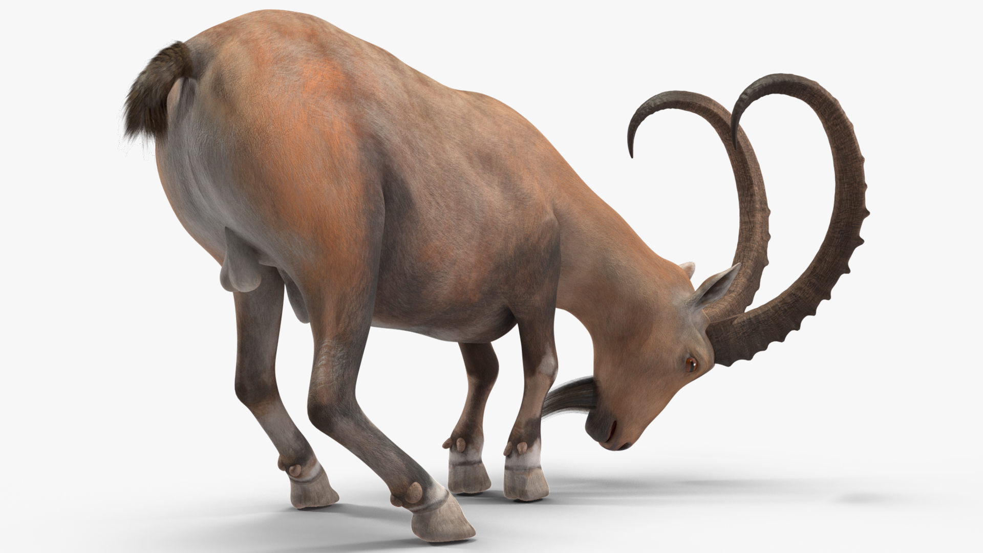 Alpine Ibex Rigged for Maya 3D