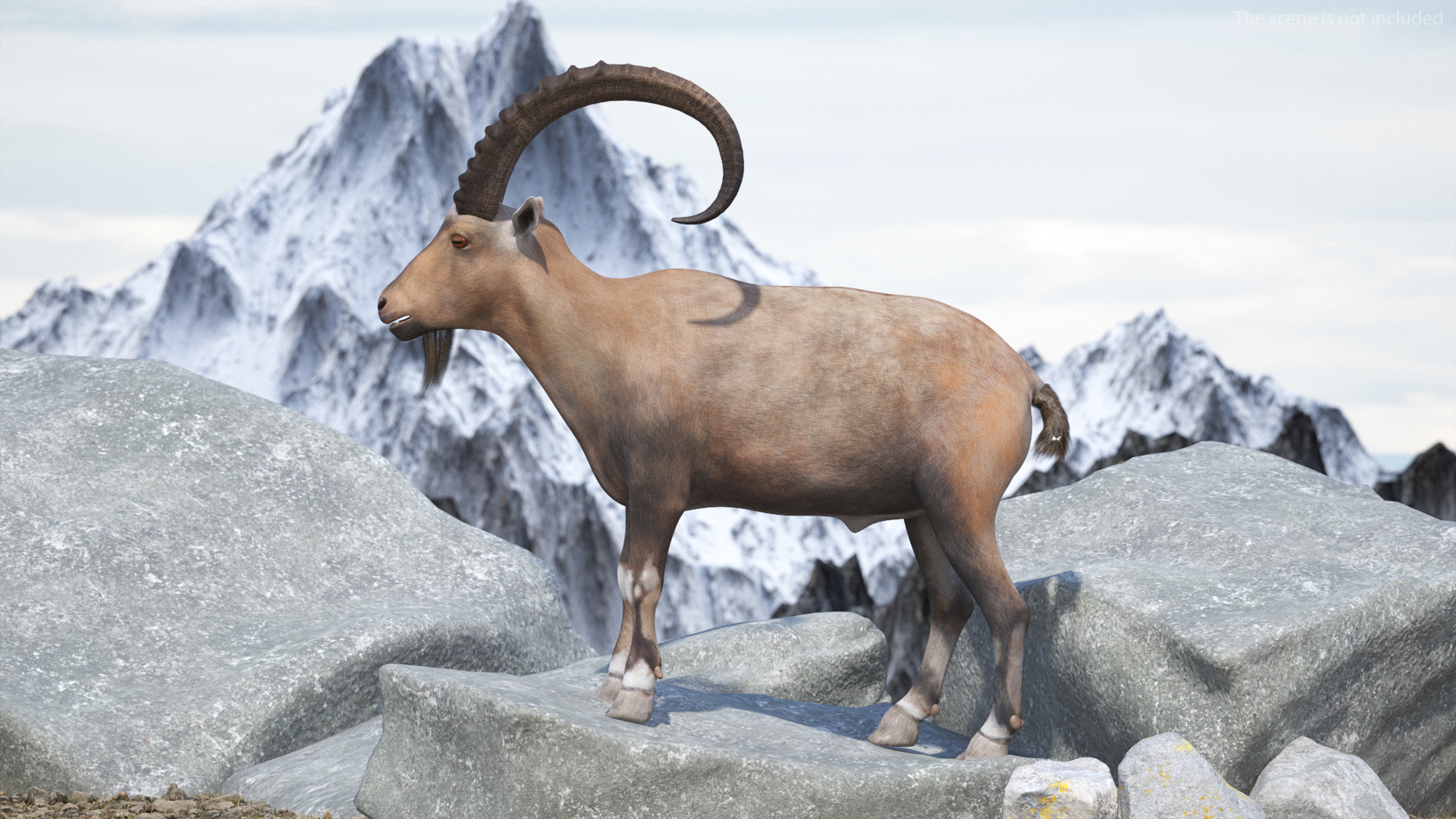 Alpine Ibex Rigged for Maya 3D