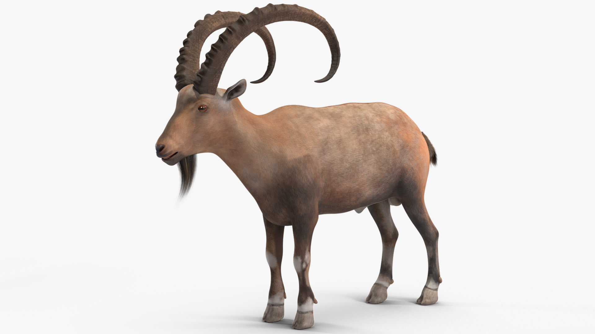 Alpine Ibex Rigged for Maya 3D