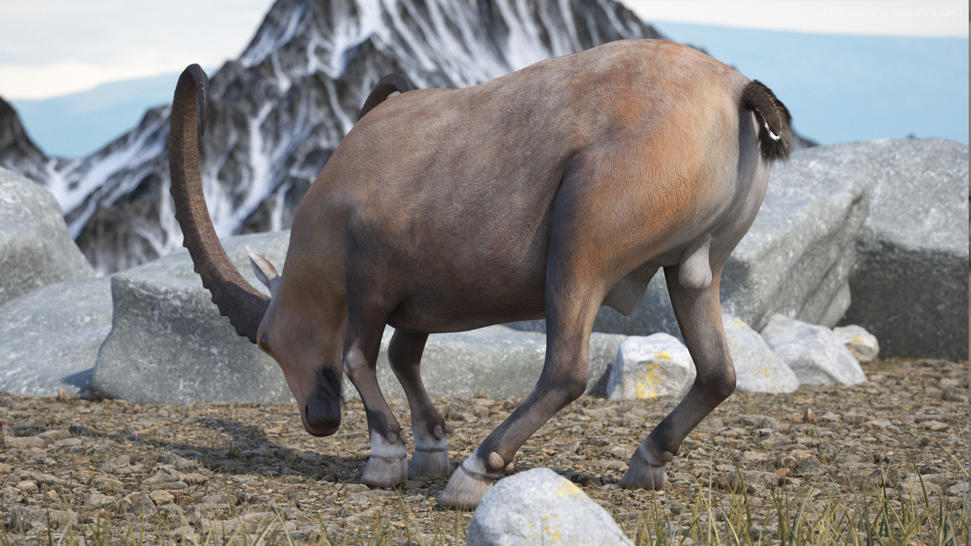 Alpine Ibex Rigged for Maya 3D