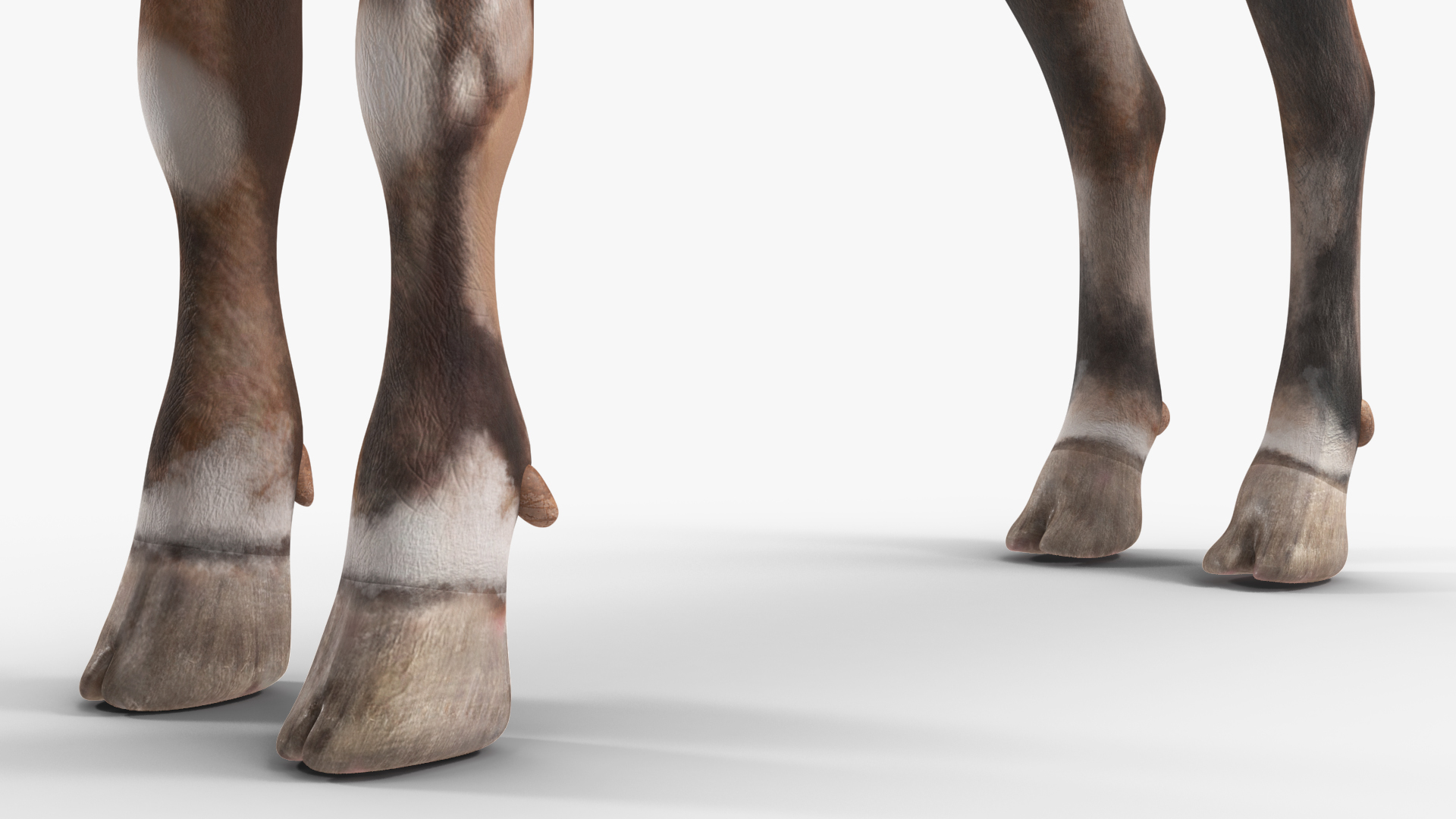 Alpine Ibex Rigged for Maya 3D
