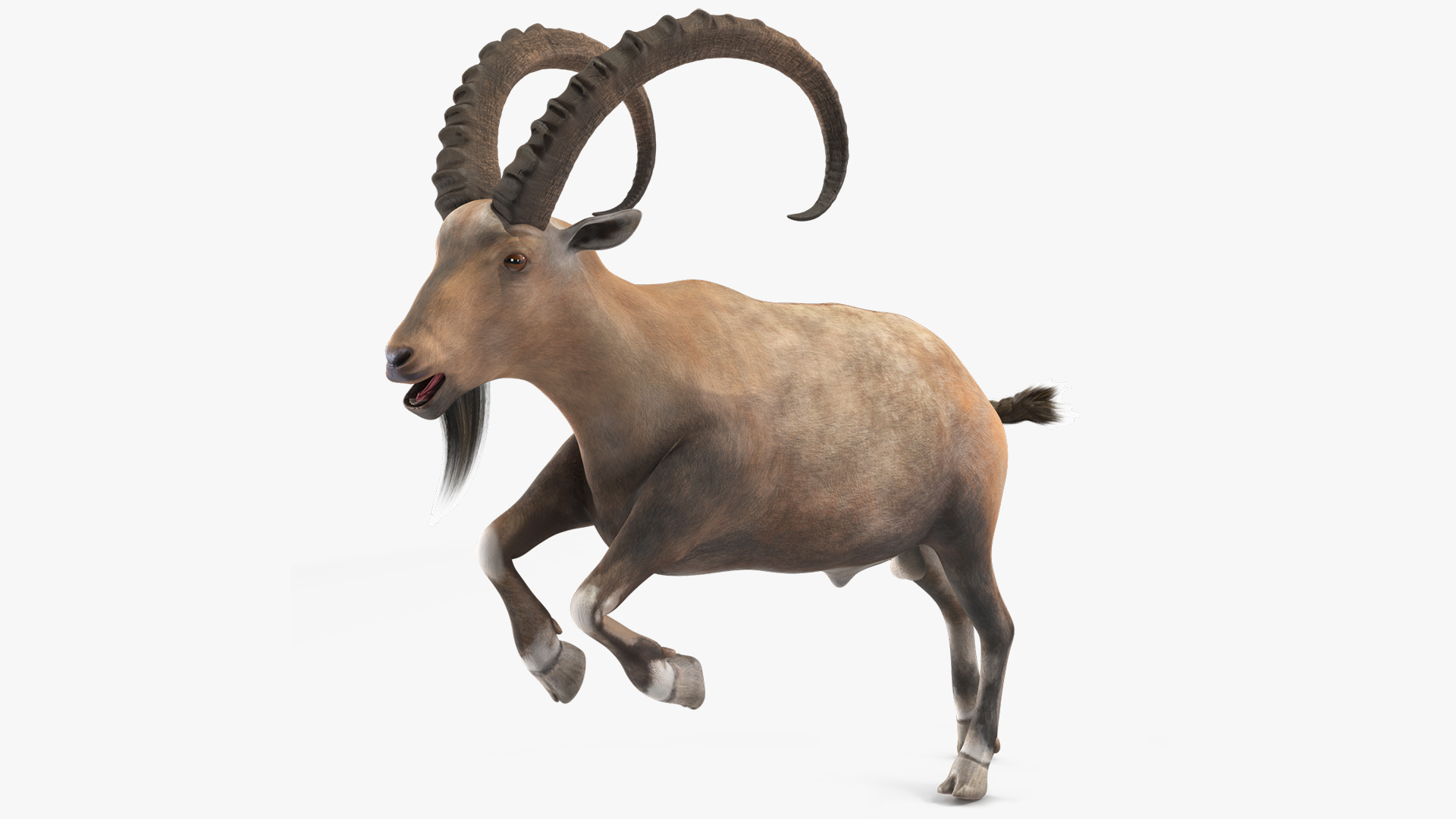 Alpine Ibex Rigged for Maya 3D