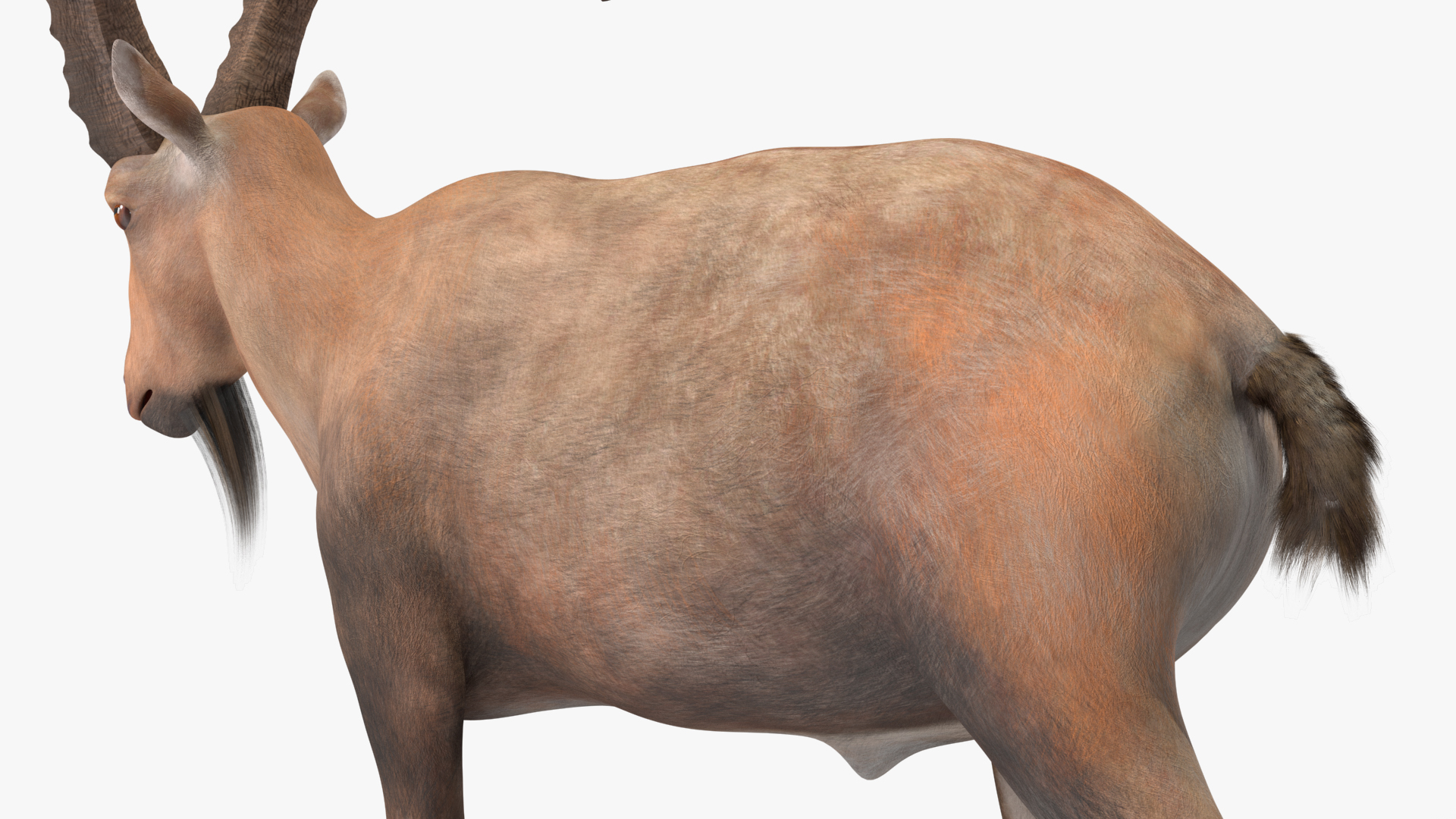 Alpine Ibex Rigged for Maya 3D