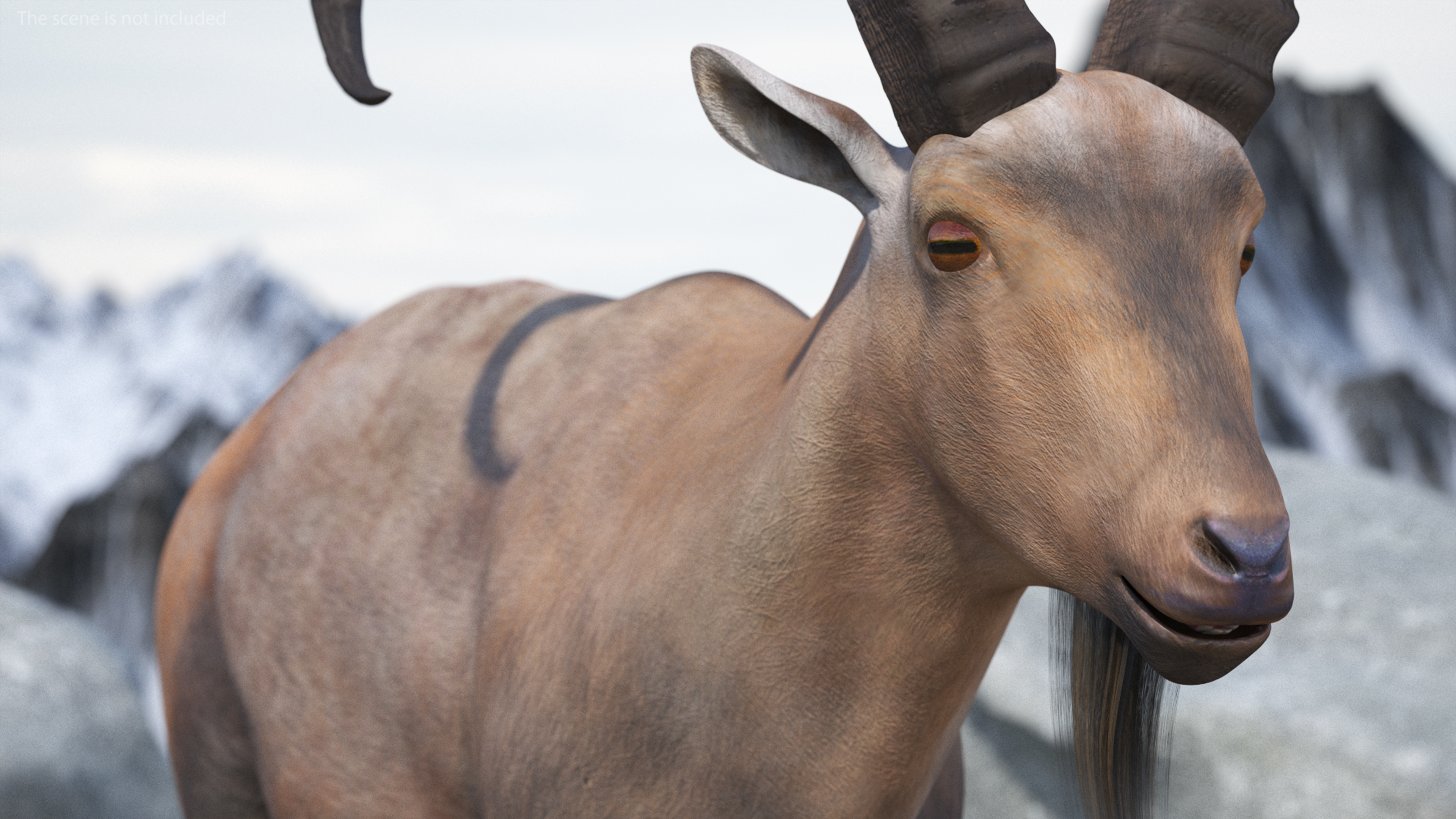 Alpine Ibex Rigged for Maya 3D