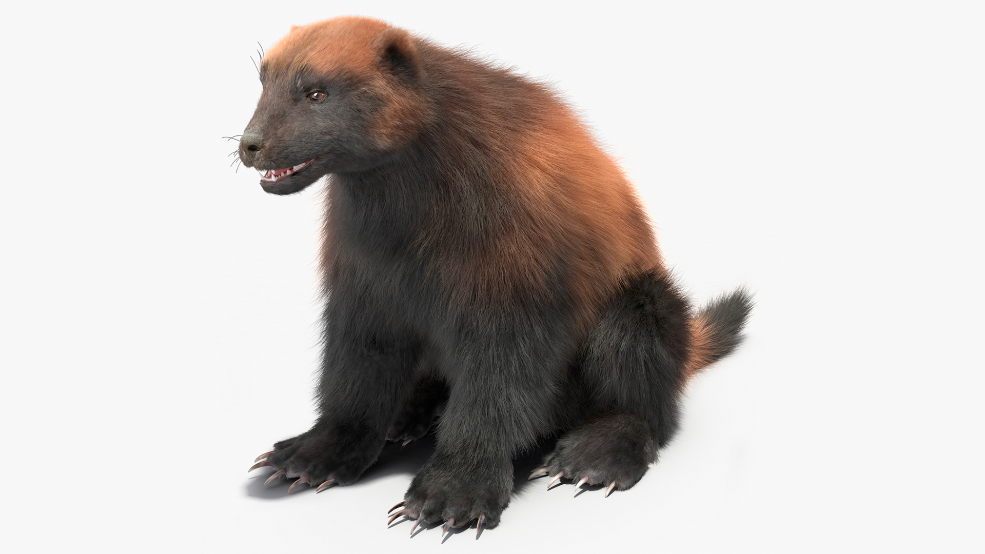 Wolverine Dark Color Sitting Pose Fur 3D