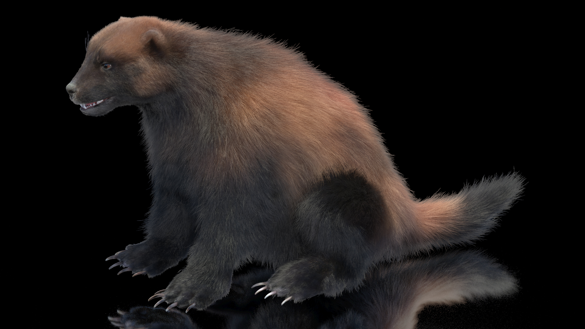 Wolverine Dark Color Sitting Pose Fur 3D