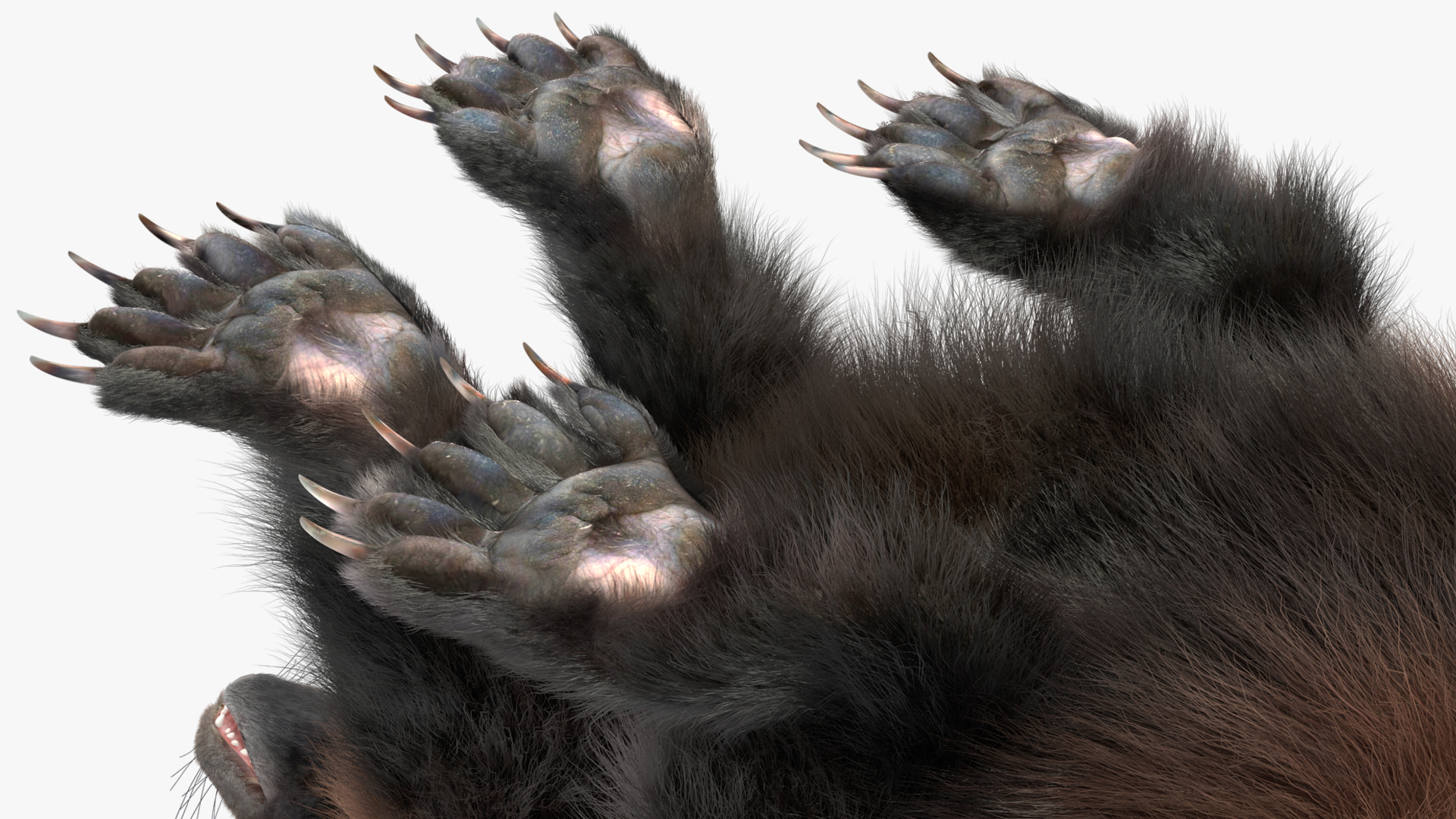 Wolverine Dark Color Sitting Pose Fur 3D
