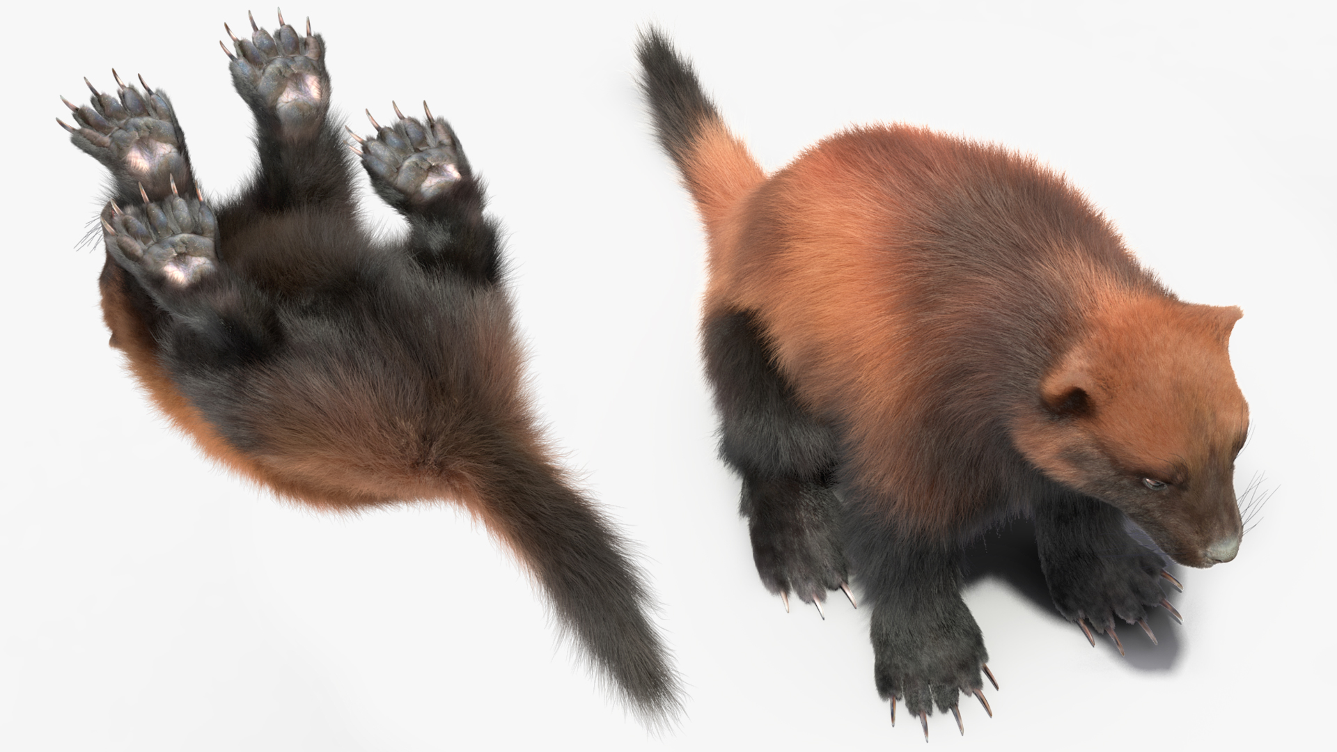 Wolverine Dark Color Sitting Pose Fur 3D