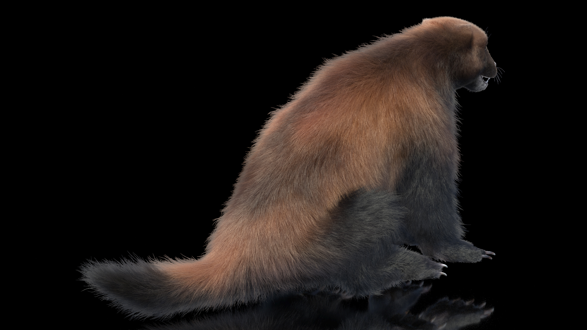 Wolverine Dark Color Sitting Pose Fur 3D