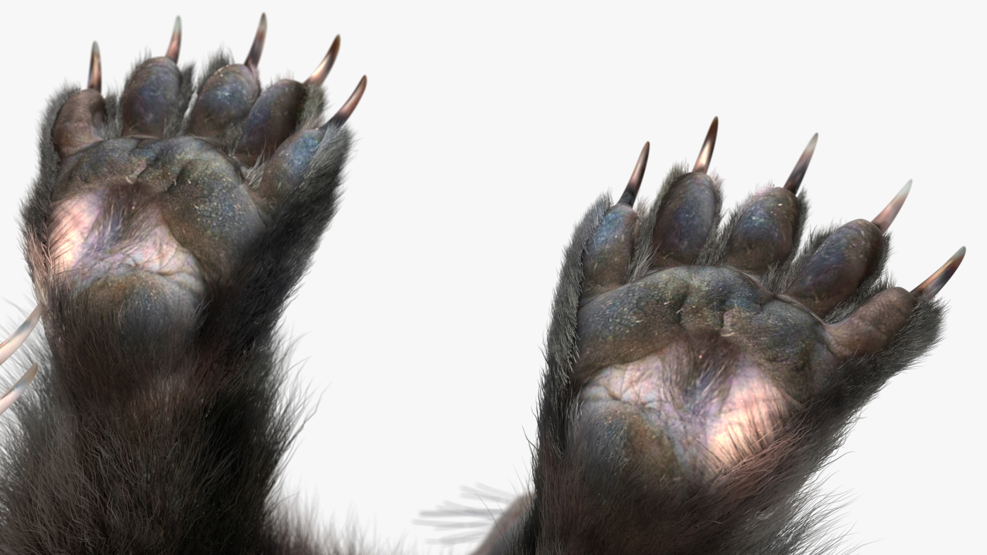 Wolverine Dark Color Sitting Pose Fur 3D