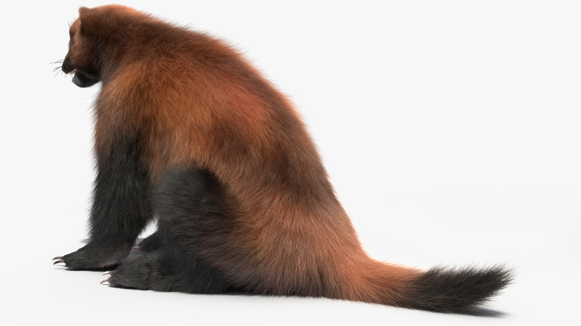Wolverine Dark Color Sitting Pose Fur 3D