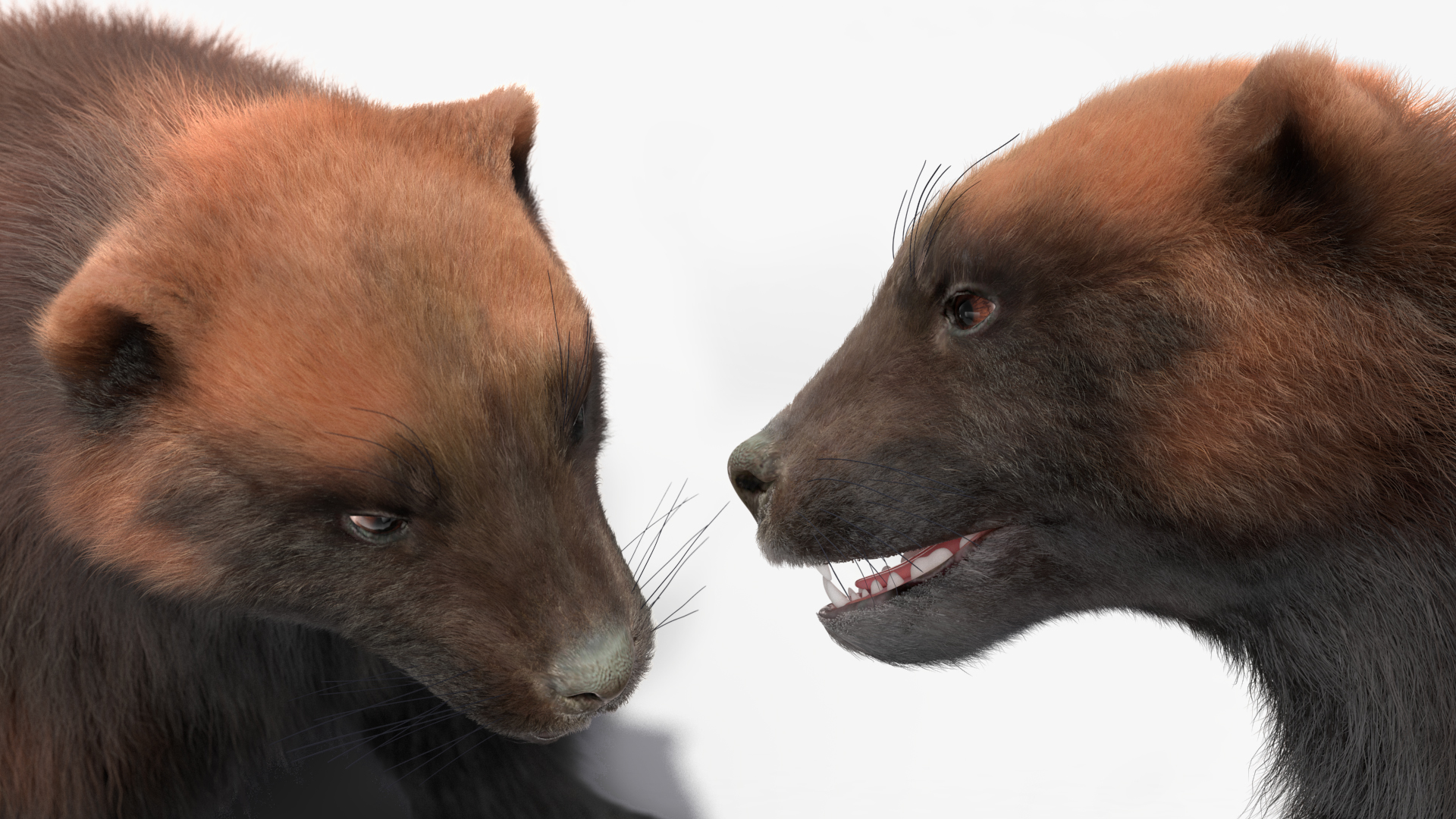 Wolverine Dark Color Sitting Pose Fur 3D