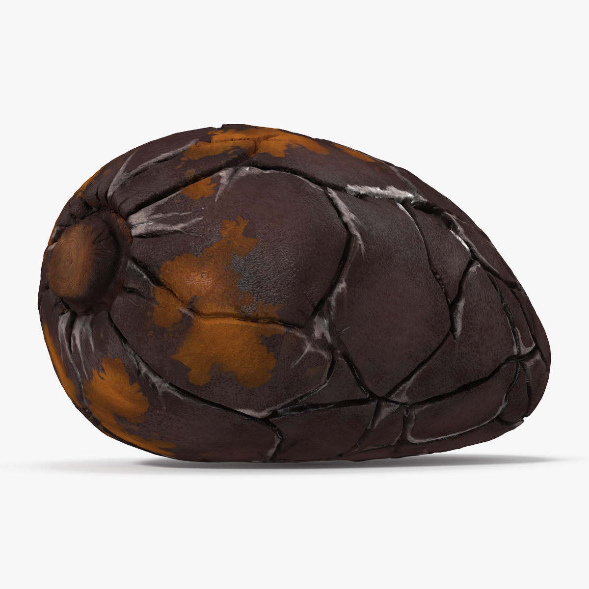 Cacao Bean 3D Model, view 4