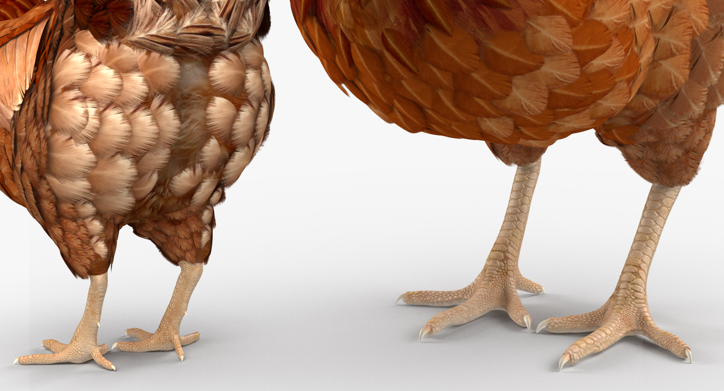 3D model Brown Chicken Eating