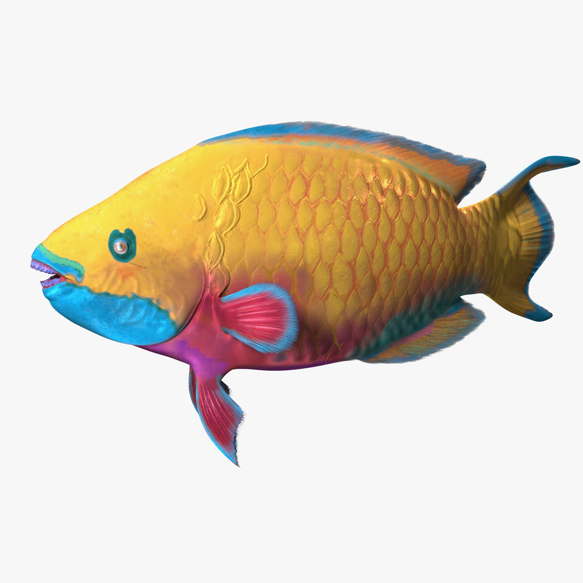 Yellow Coral Parrotfish Rigged for Maya 3D model