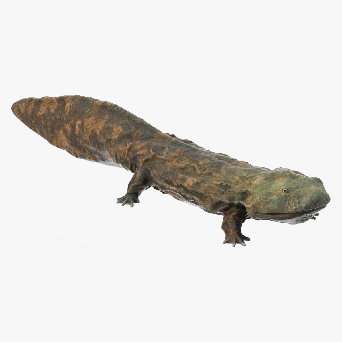 Aquatic Salamander Light Wet Rigged for Maya 3D model