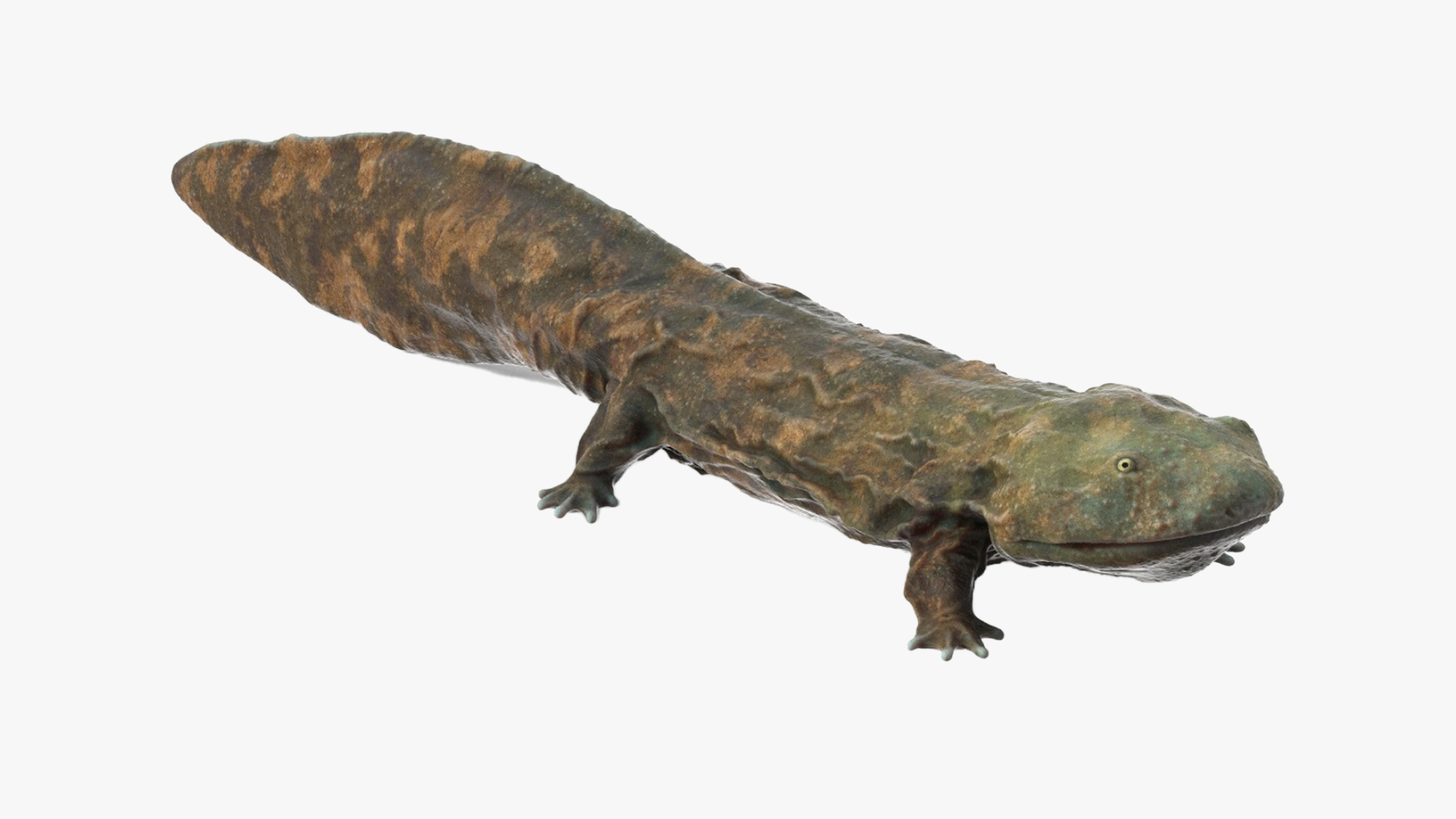 Aquatic Salamander Light Wet Rigged for Maya 3D model