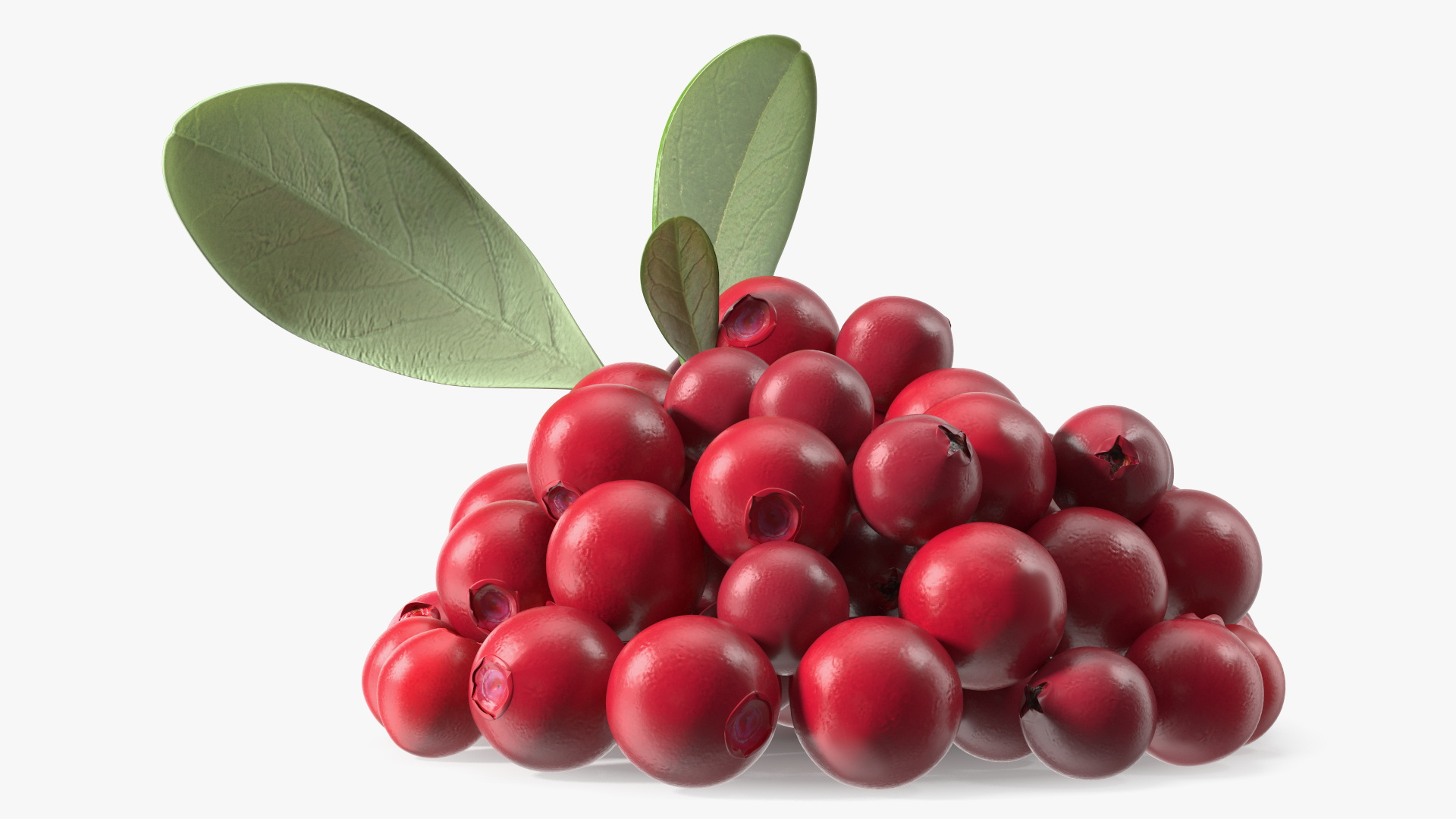 Bunch of Cranberries with Leaves 3D