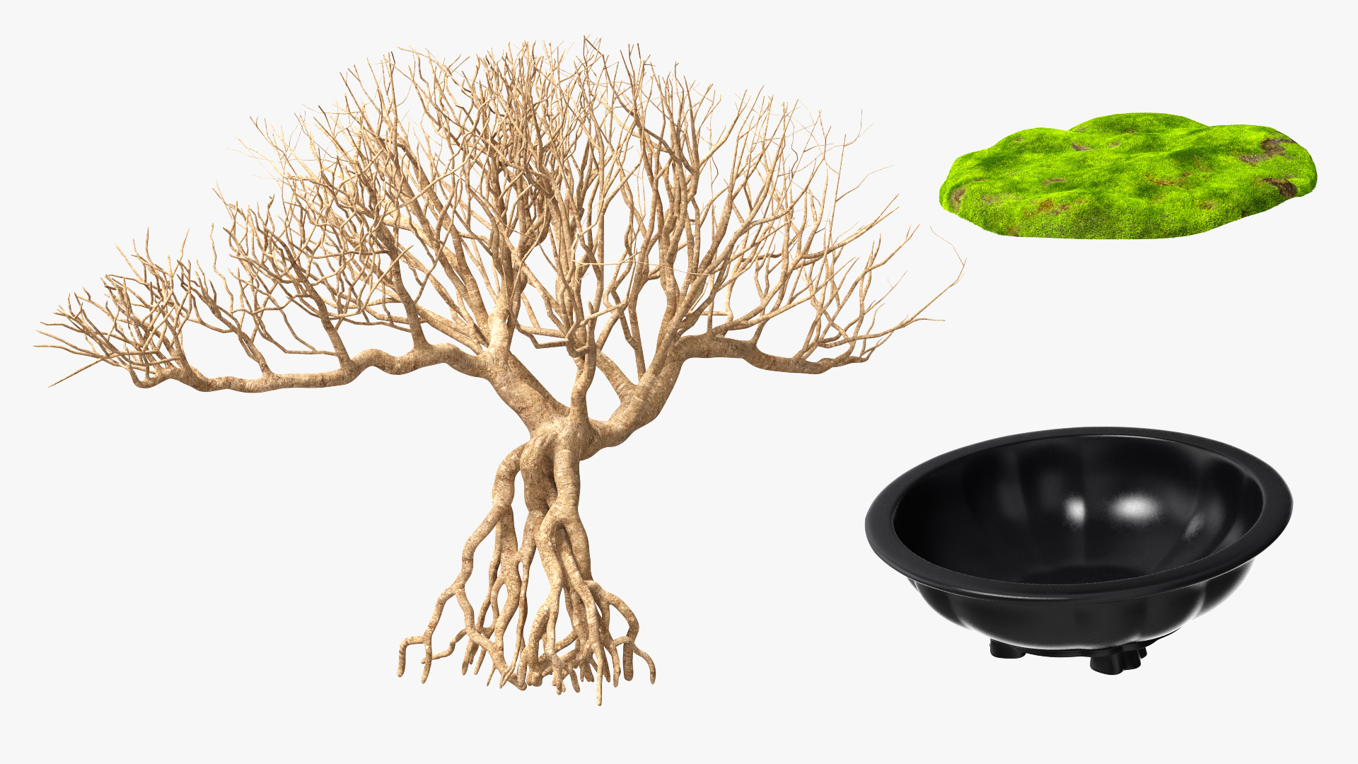 3D Bonsai Naked Tree in Pot Fur model