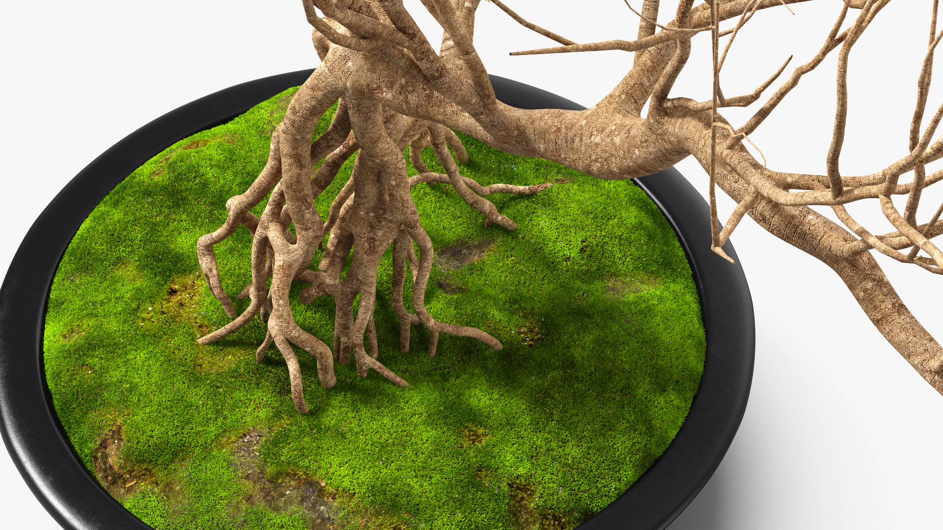 3D Bonsai Naked Tree in Pot Fur model