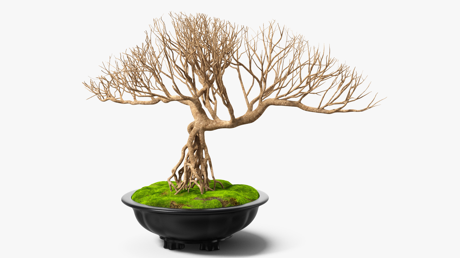 3D Bonsai Naked Tree in Pot Fur model