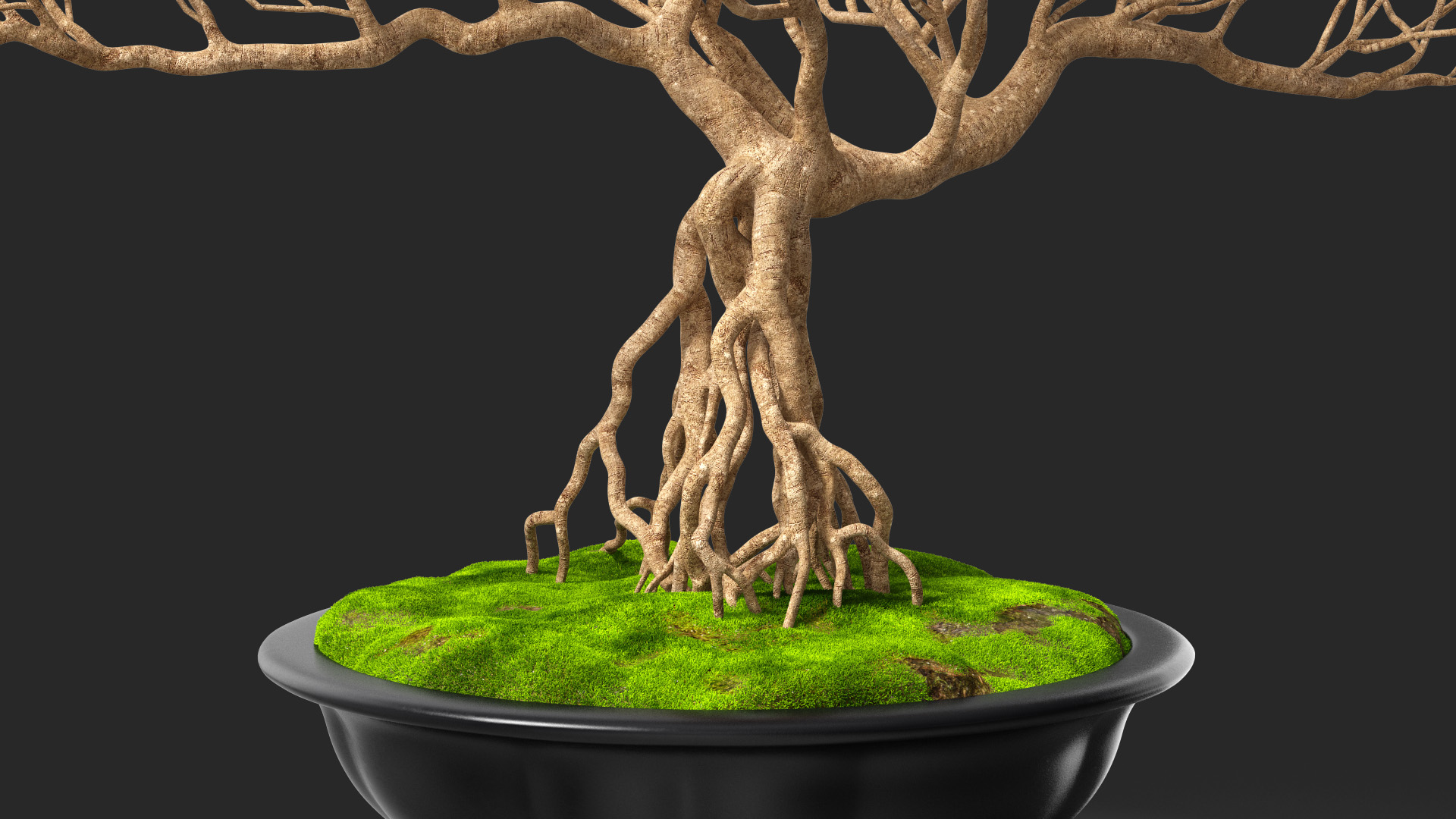 3D Bonsai Naked Tree in Pot Fur model