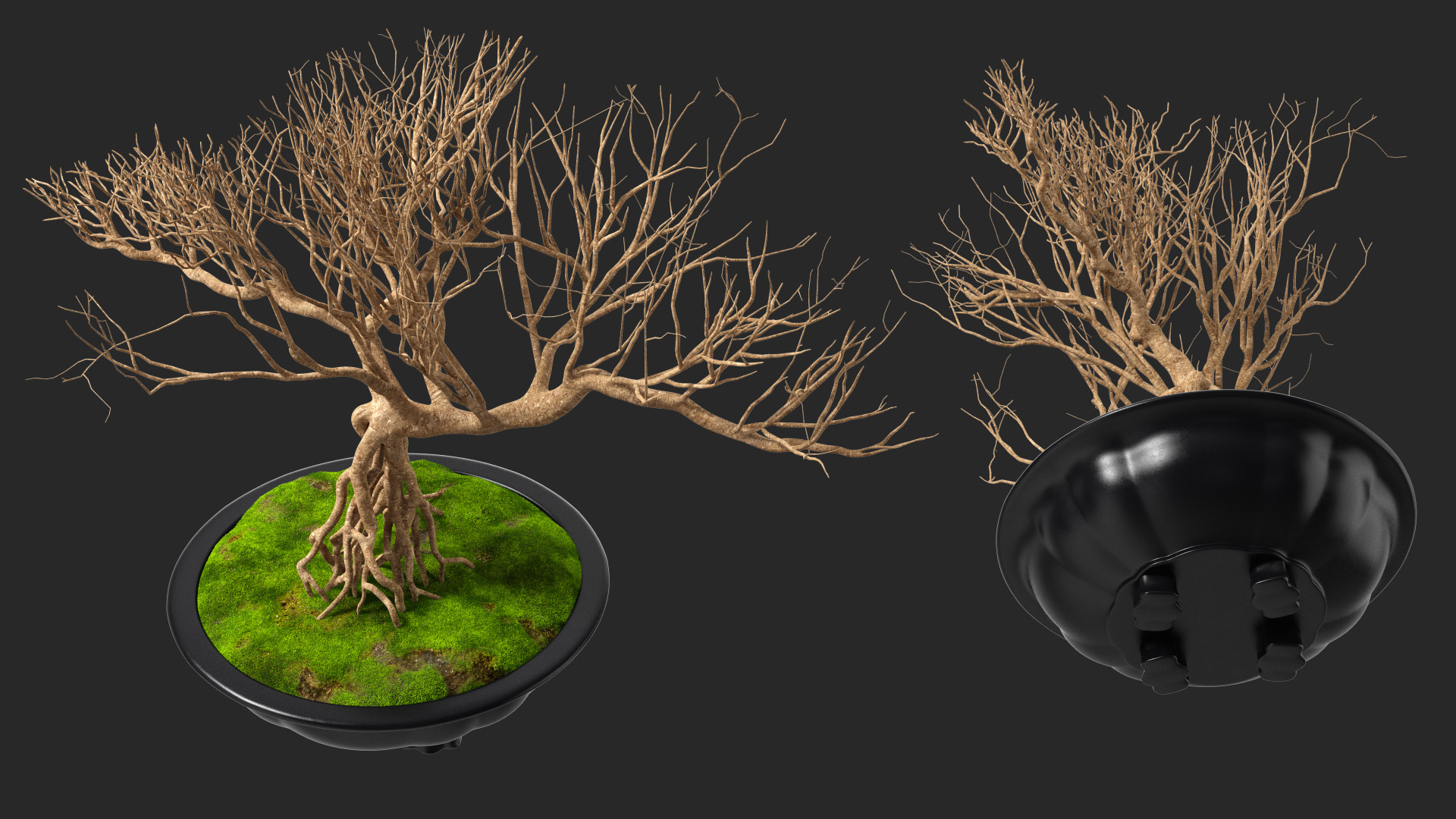 3D Bonsai Naked Tree in Pot Fur model