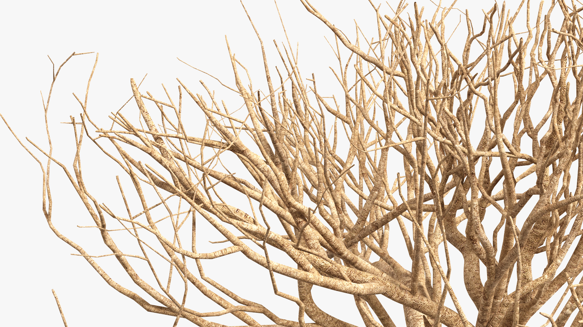 3D Bonsai Naked Tree in Pot Fur model