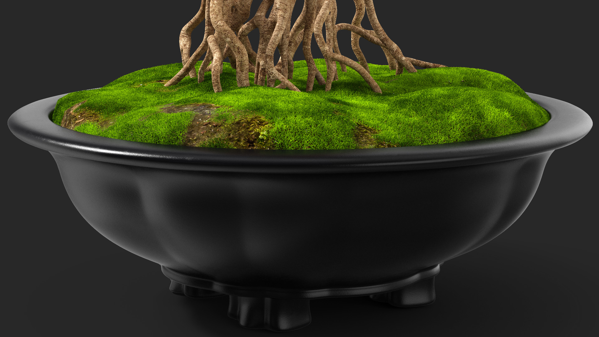 3D Bonsai Naked Tree in Pot Fur model