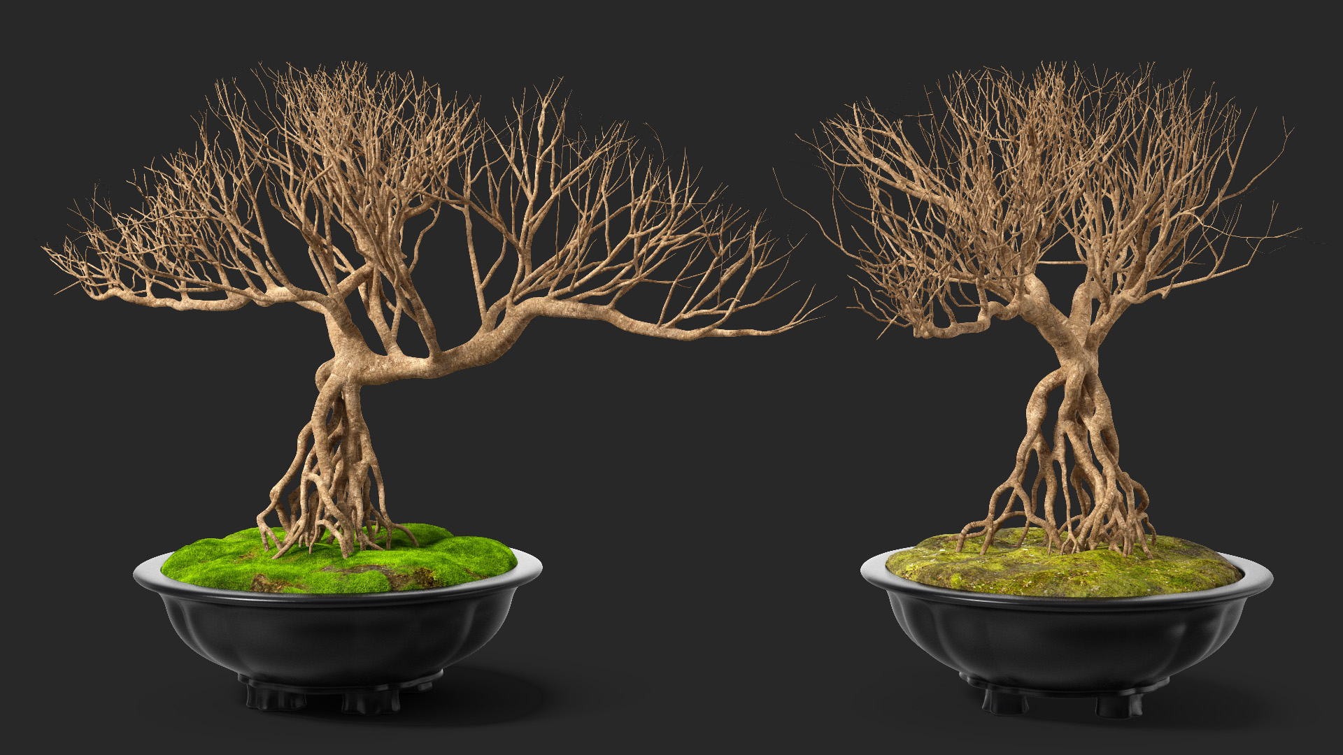 3D Bonsai Naked Tree in Pot Fur model