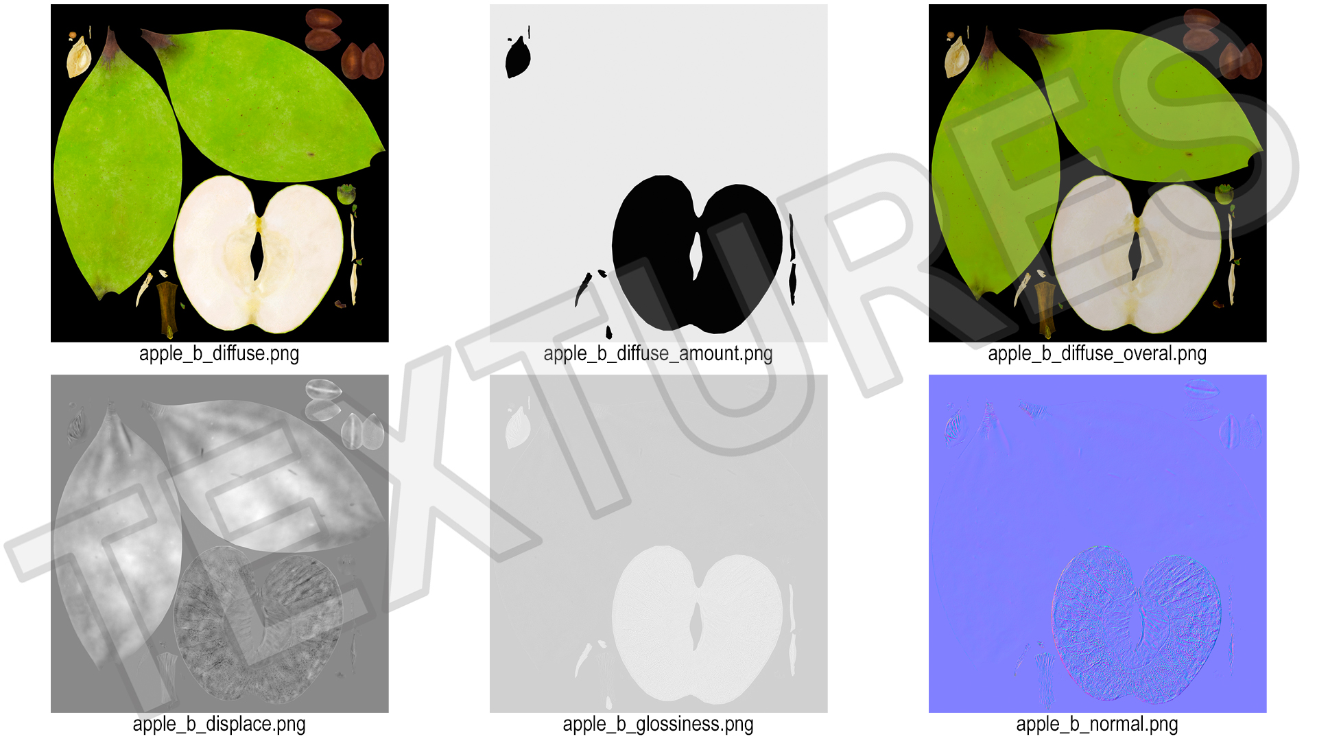 3D Half Sliced Green Apple model