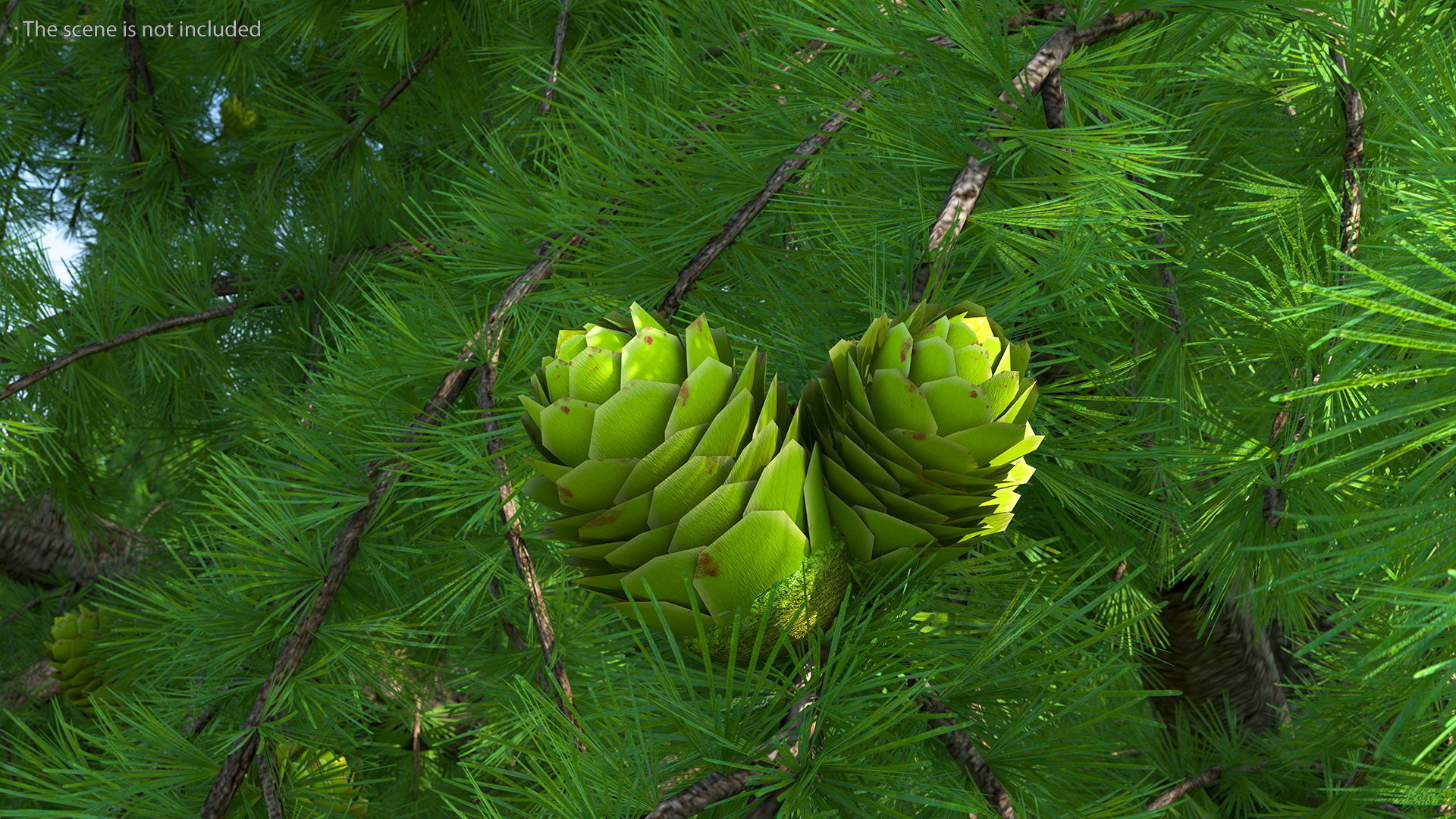 Tall Larch Tree Green with Cones 3D