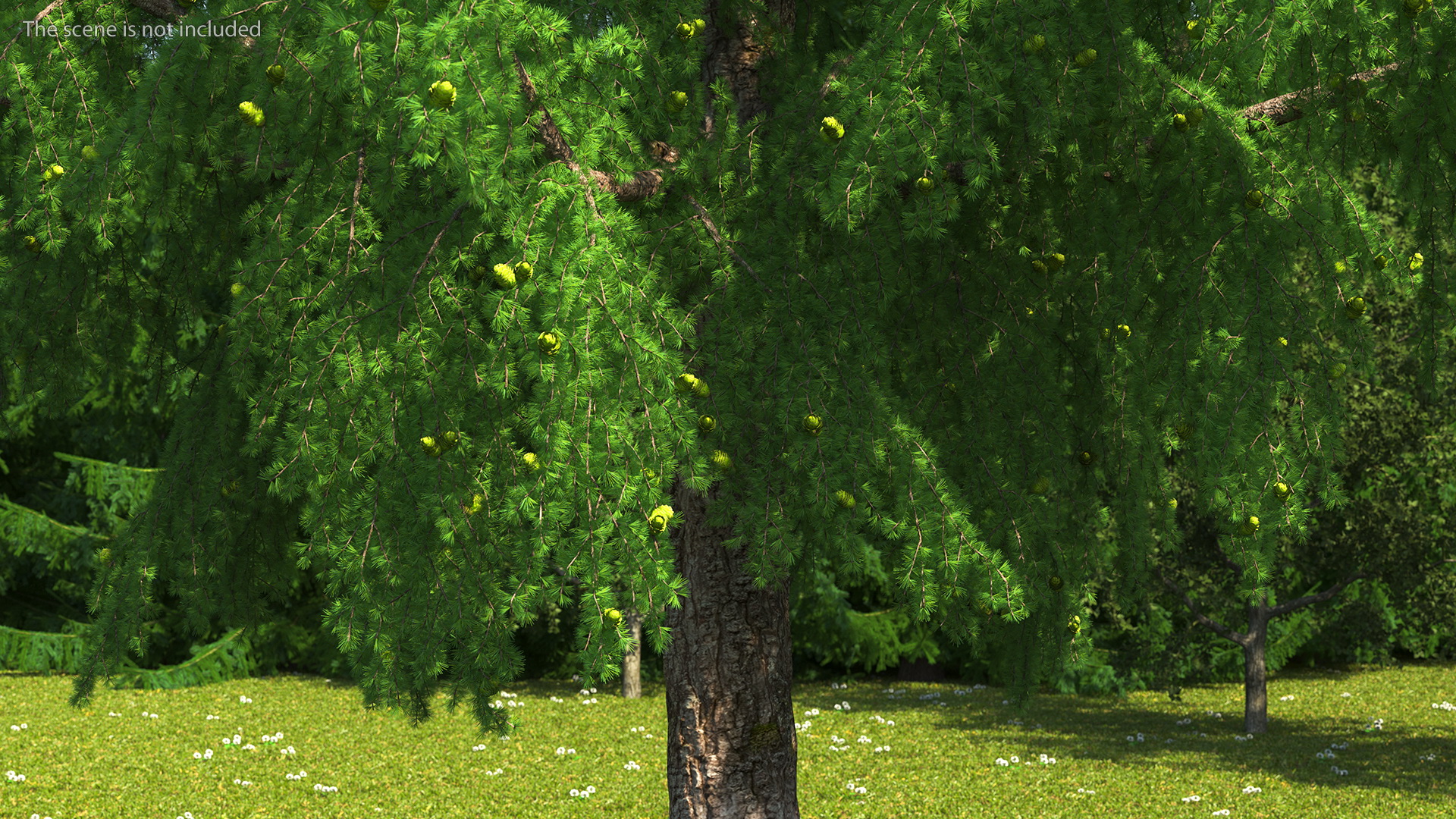 Tall Larch Tree Green with Cones 3D