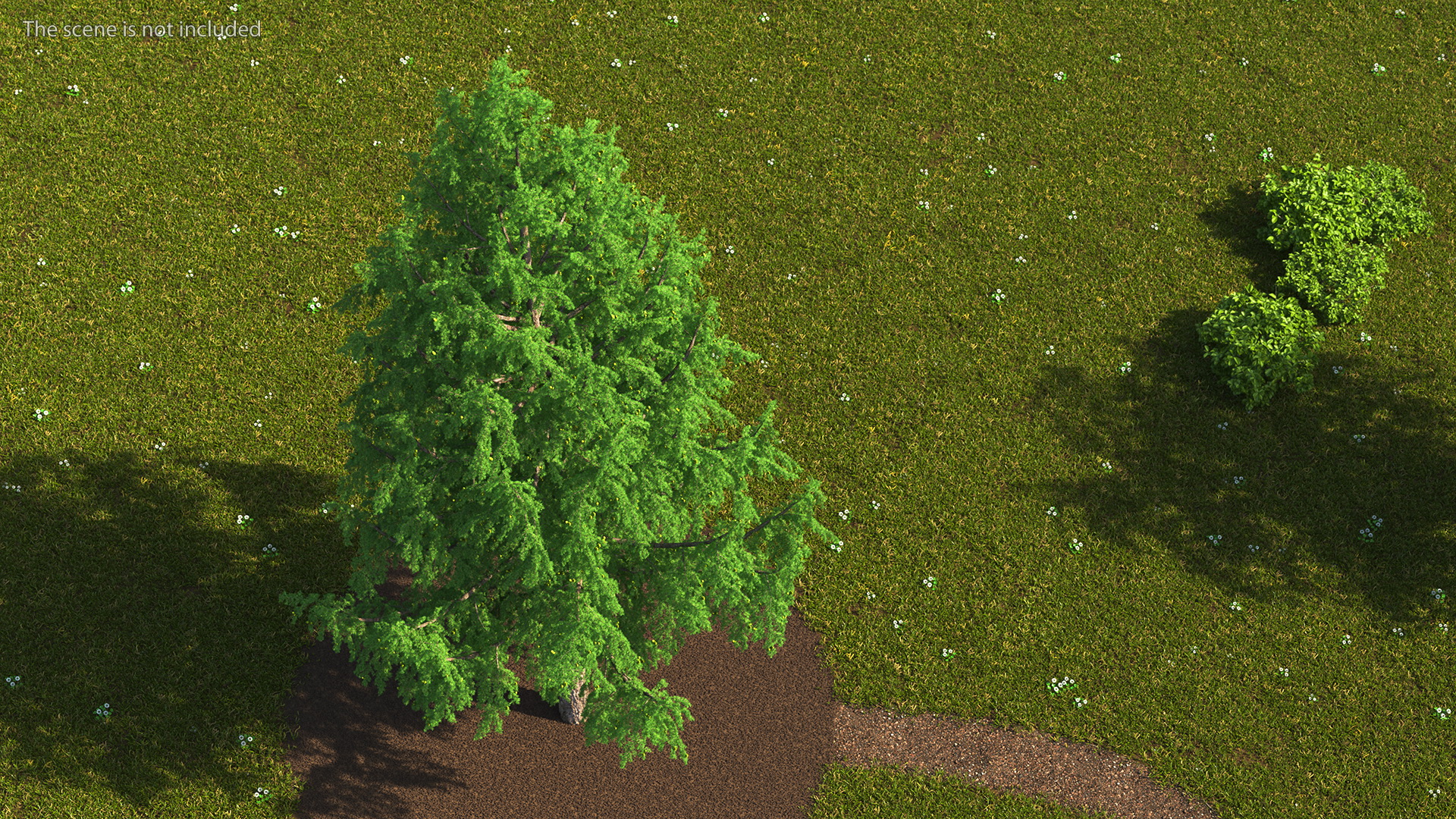 Tall Larch Tree Green with Cones 3D
