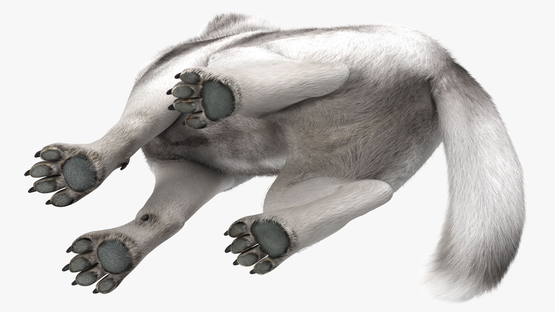 3D Sitting Siberian Husky Gray and White Fur