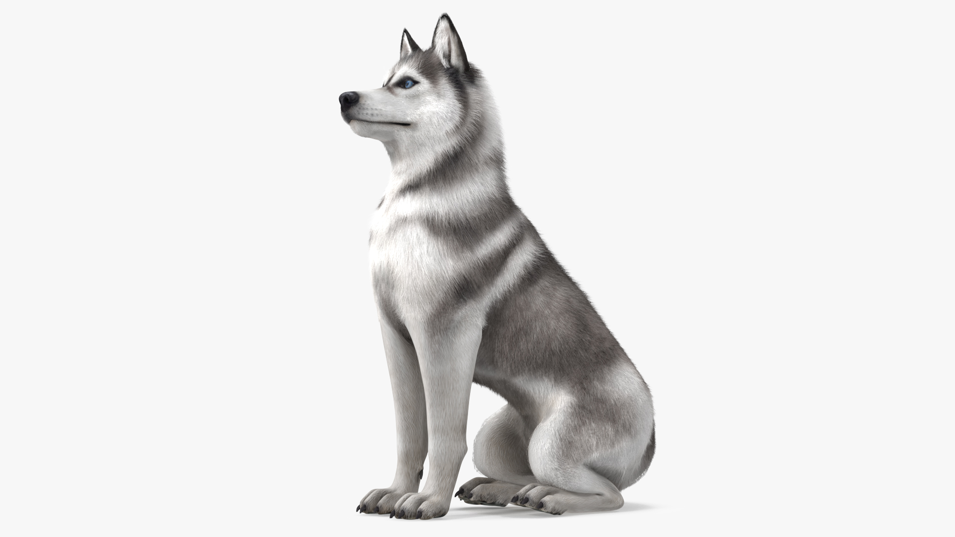 3D Sitting Siberian Husky Gray and White Fur