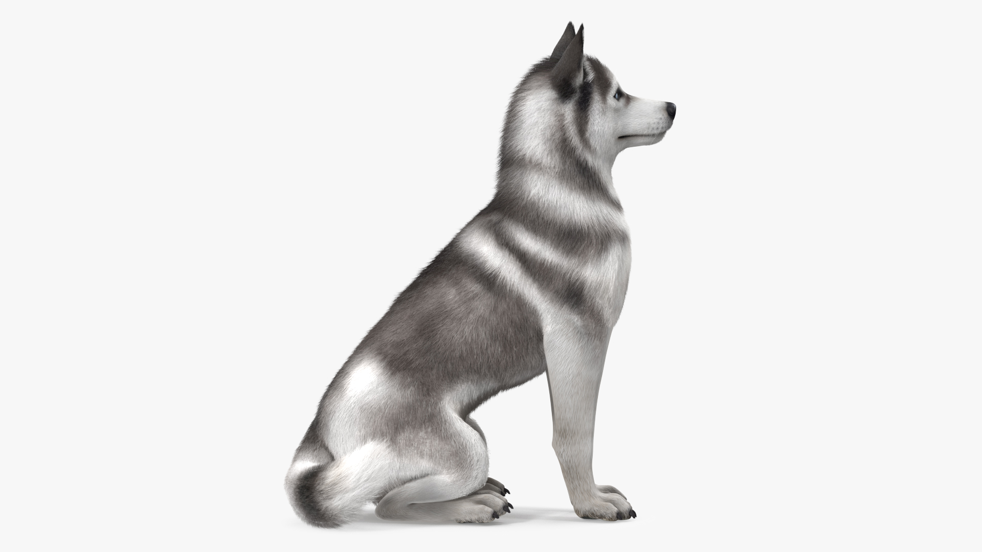 3D Sitting Siberian Husky Gray and White Fur