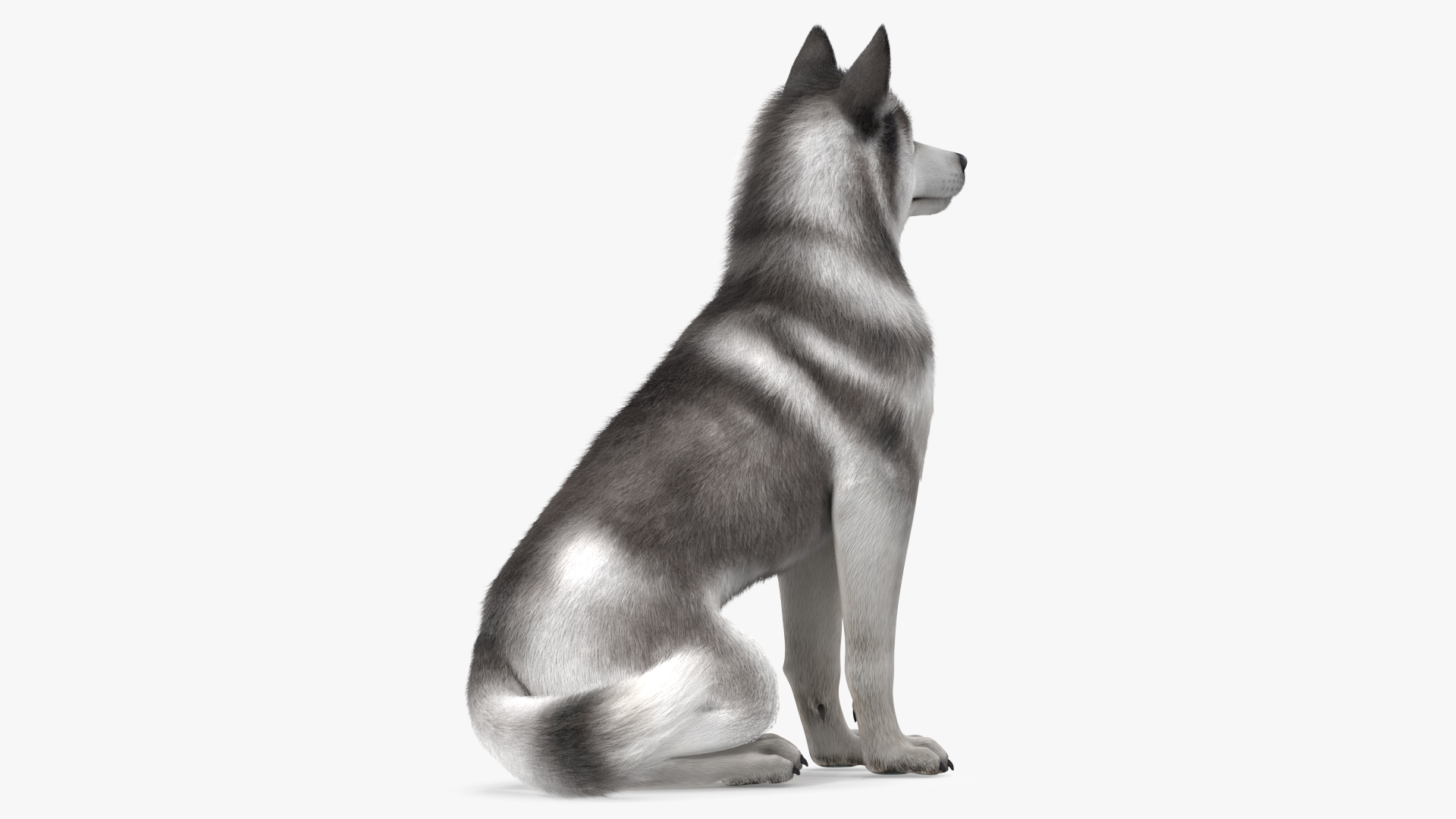 3D Sitting Siberian Husky Gray and White Fur