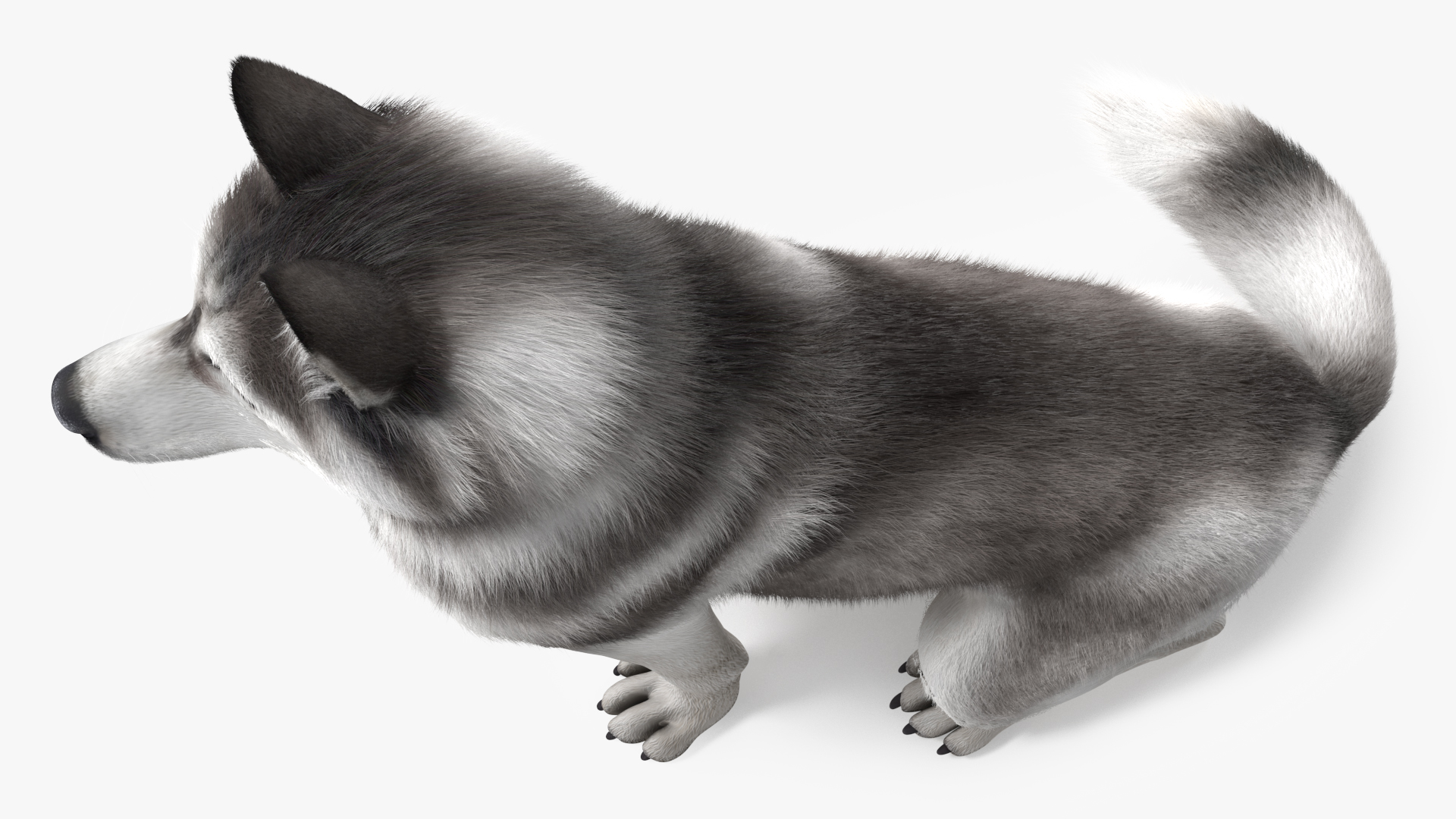 3D Sitting Siberian Husky Gray and White Fur