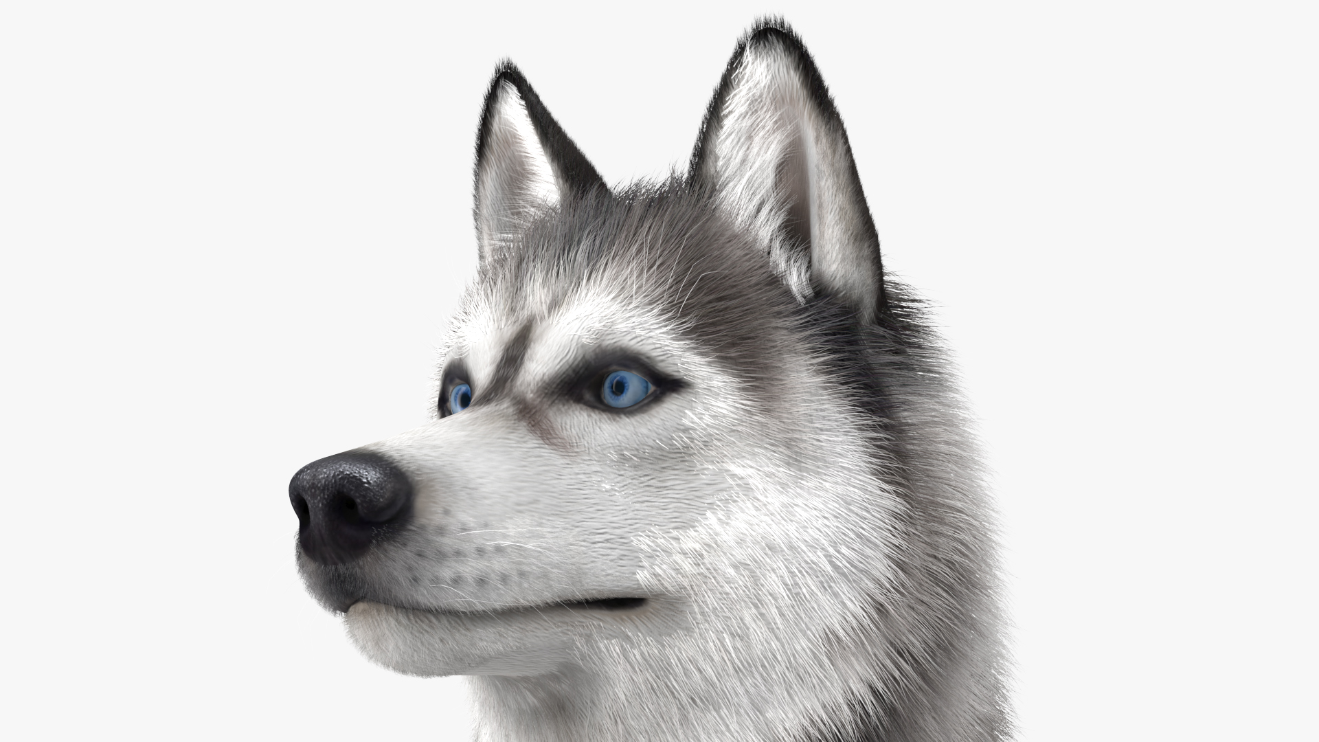3D Sitting Siberian Husky Gray and White Fur