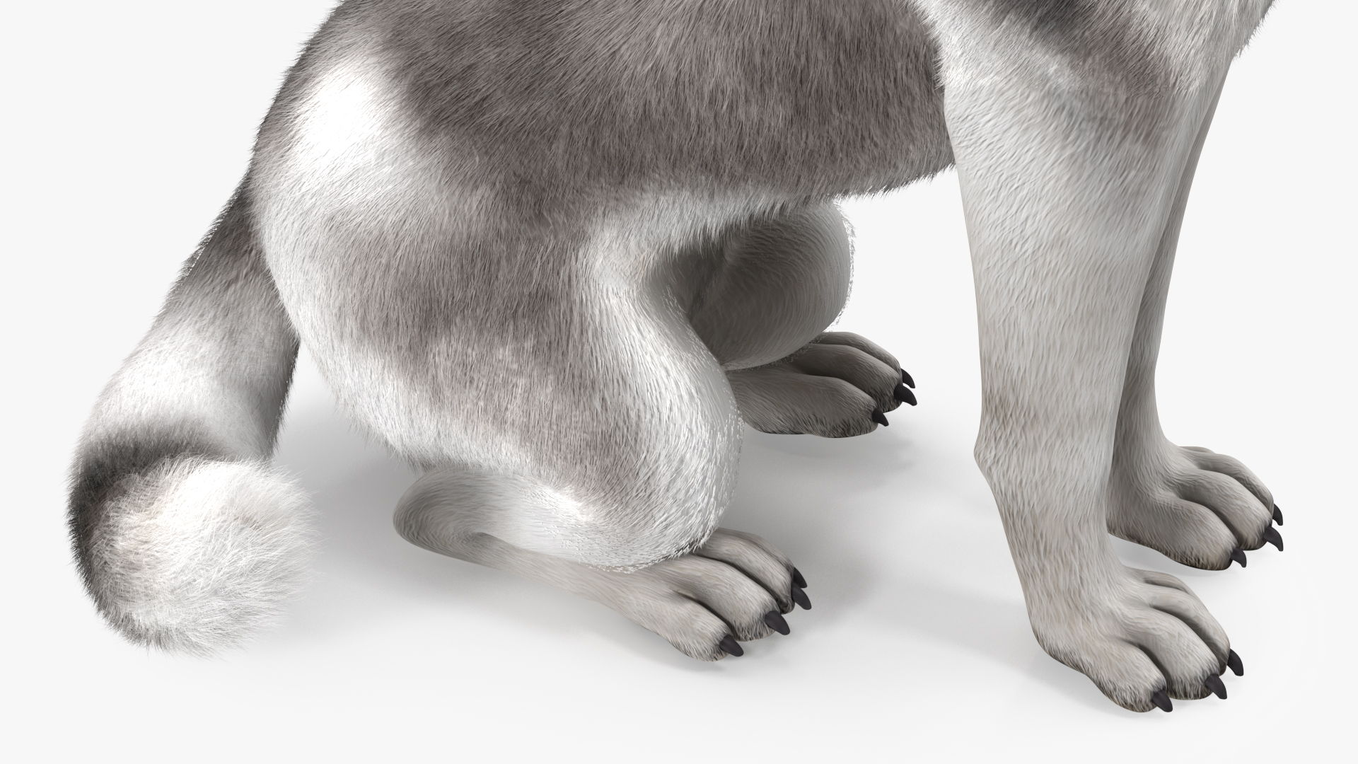 3D Sitting Siberian Husky Gray and White Fur