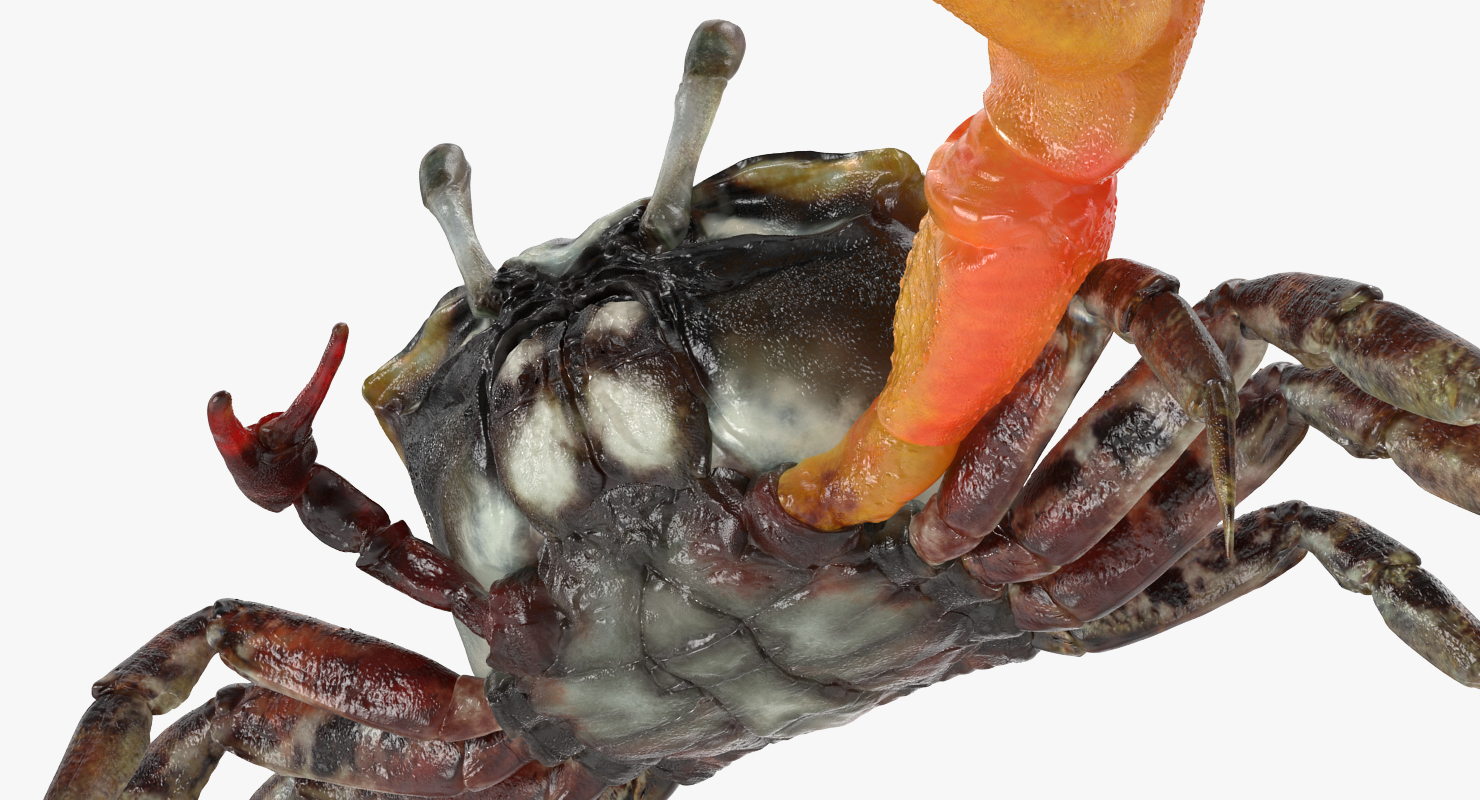 3D Calling Crab Fighting Pose