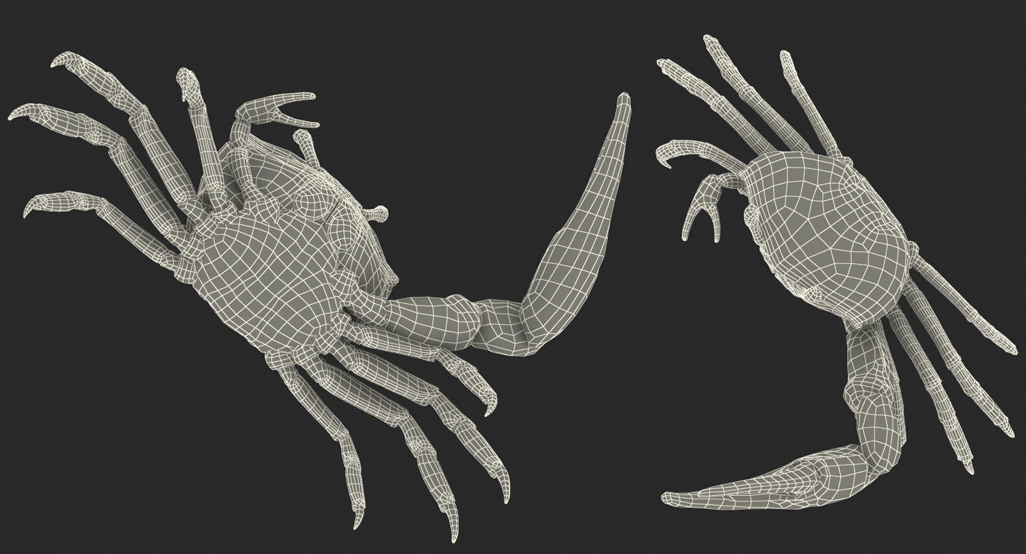 3D Calling Crab Fighting Pose