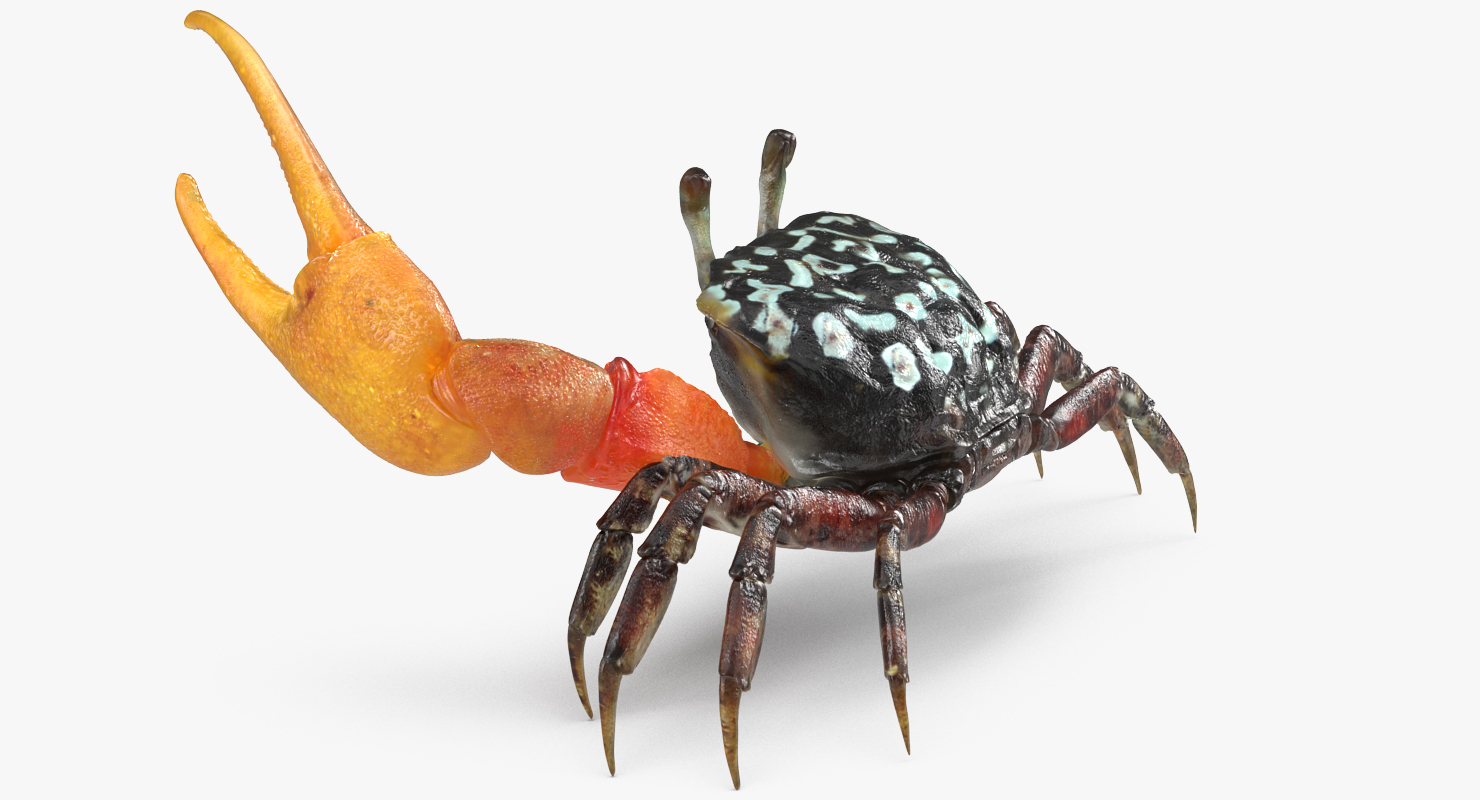 3D Calling Crab Fighting Pose