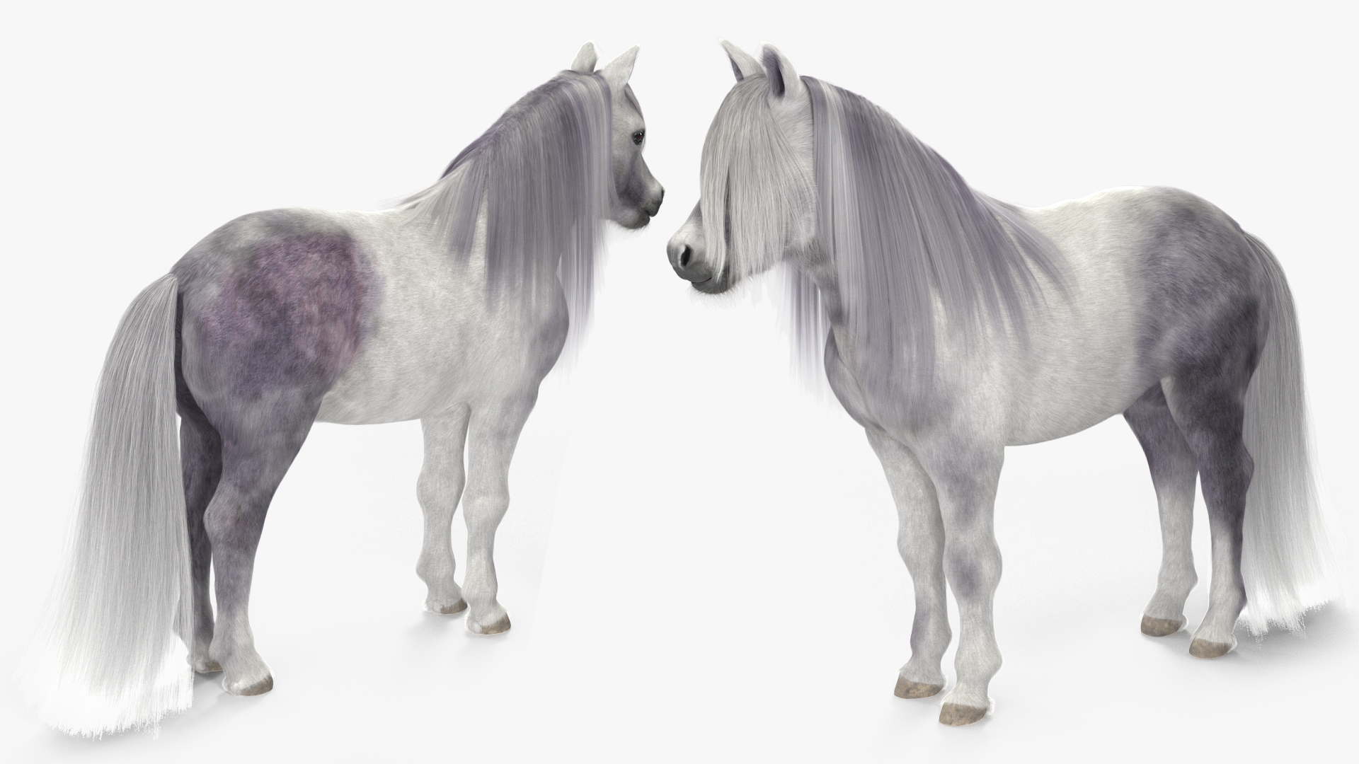 3D White Pony with Long Mane Fur Rigged