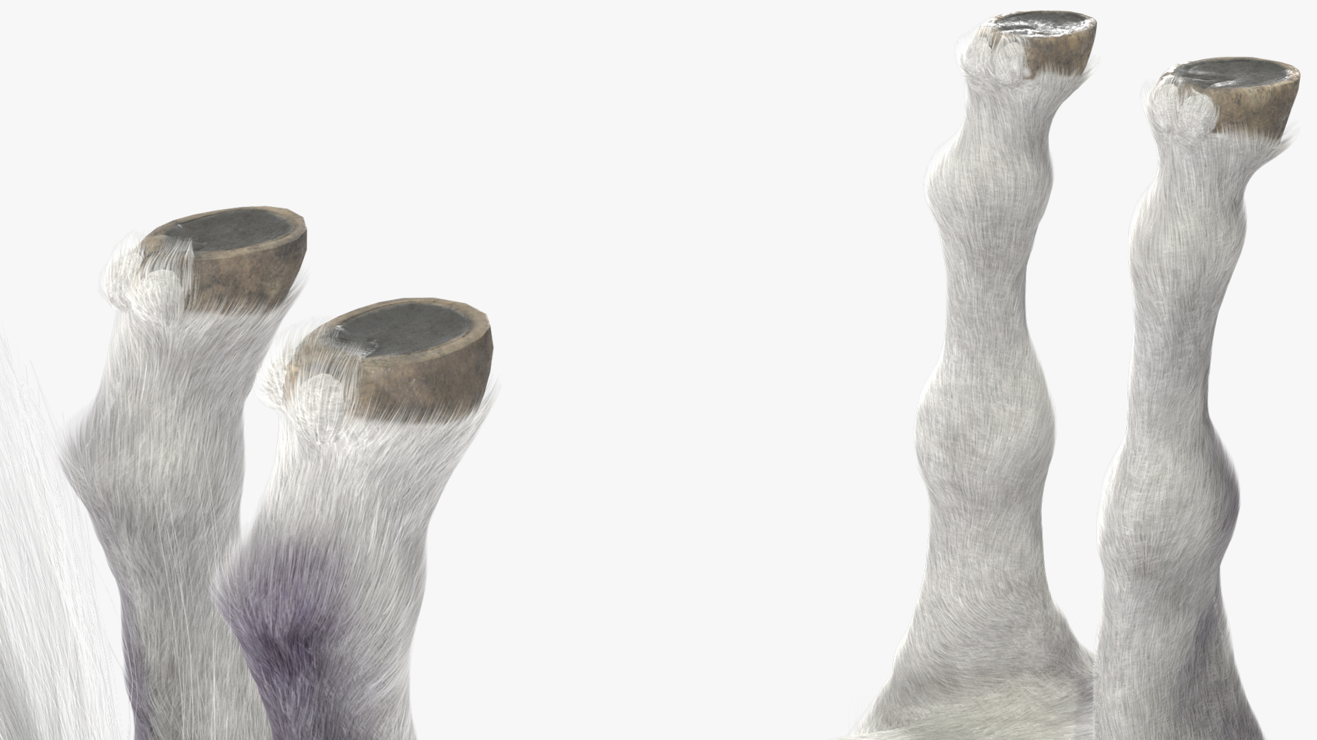 3D White Pony with Long Mane Fur Rigged