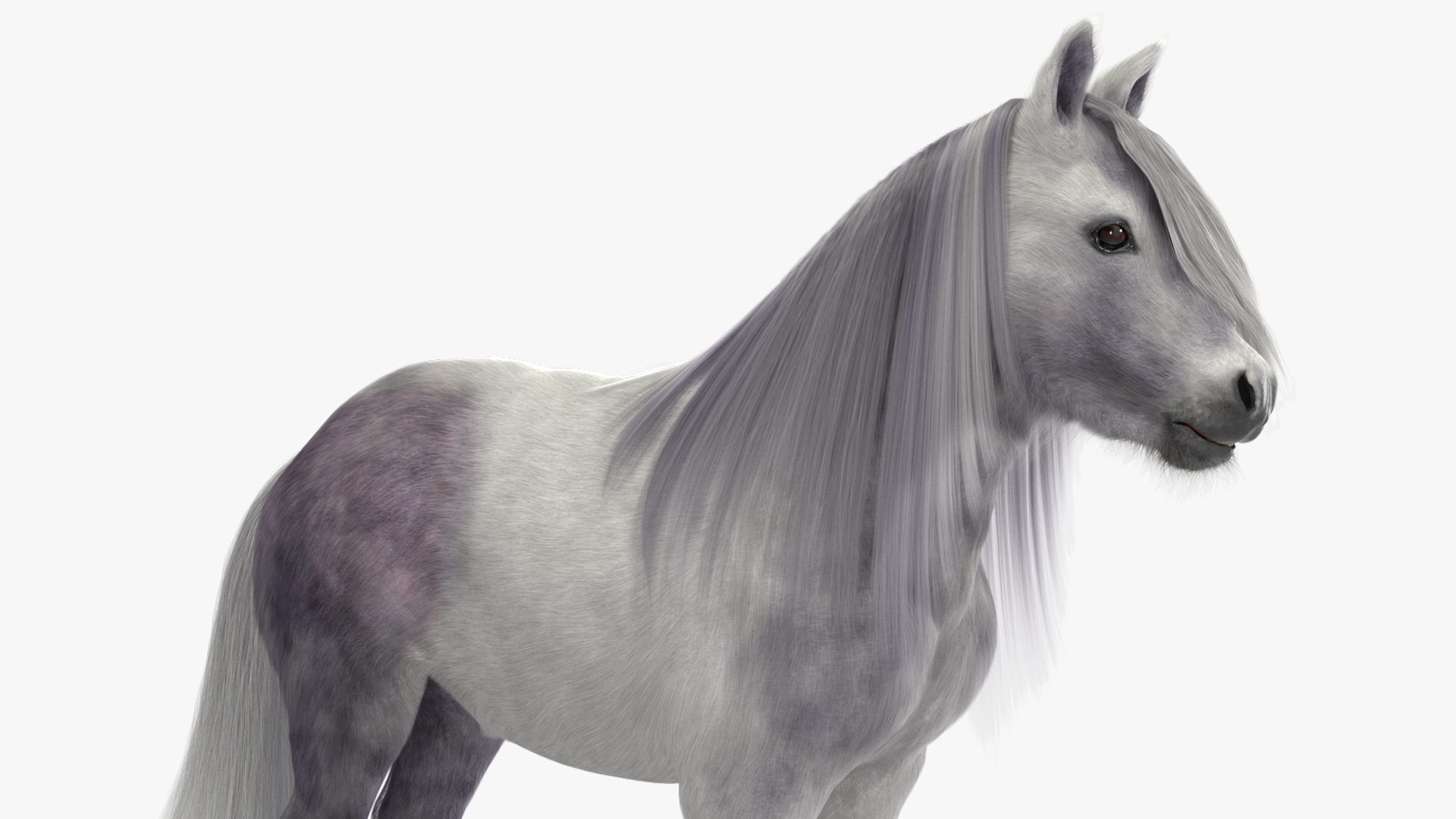 3D White Pony with Long Mane Fur Rigged